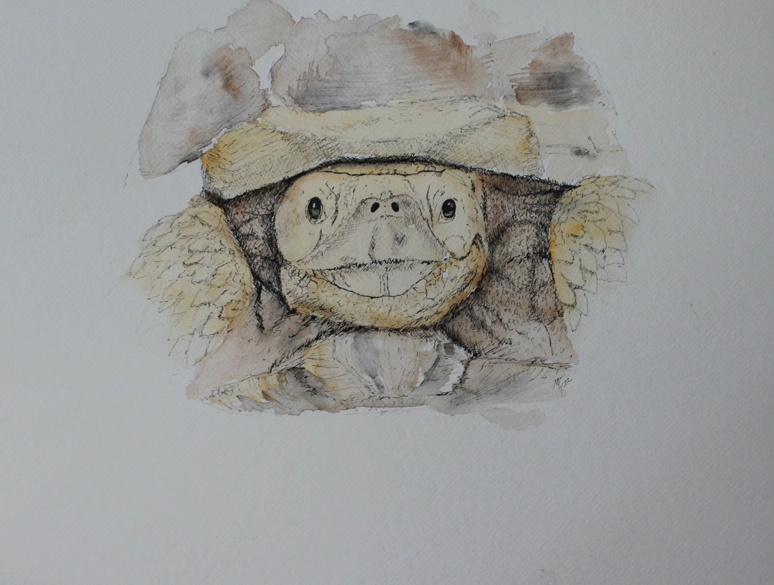 tortoise.JPG