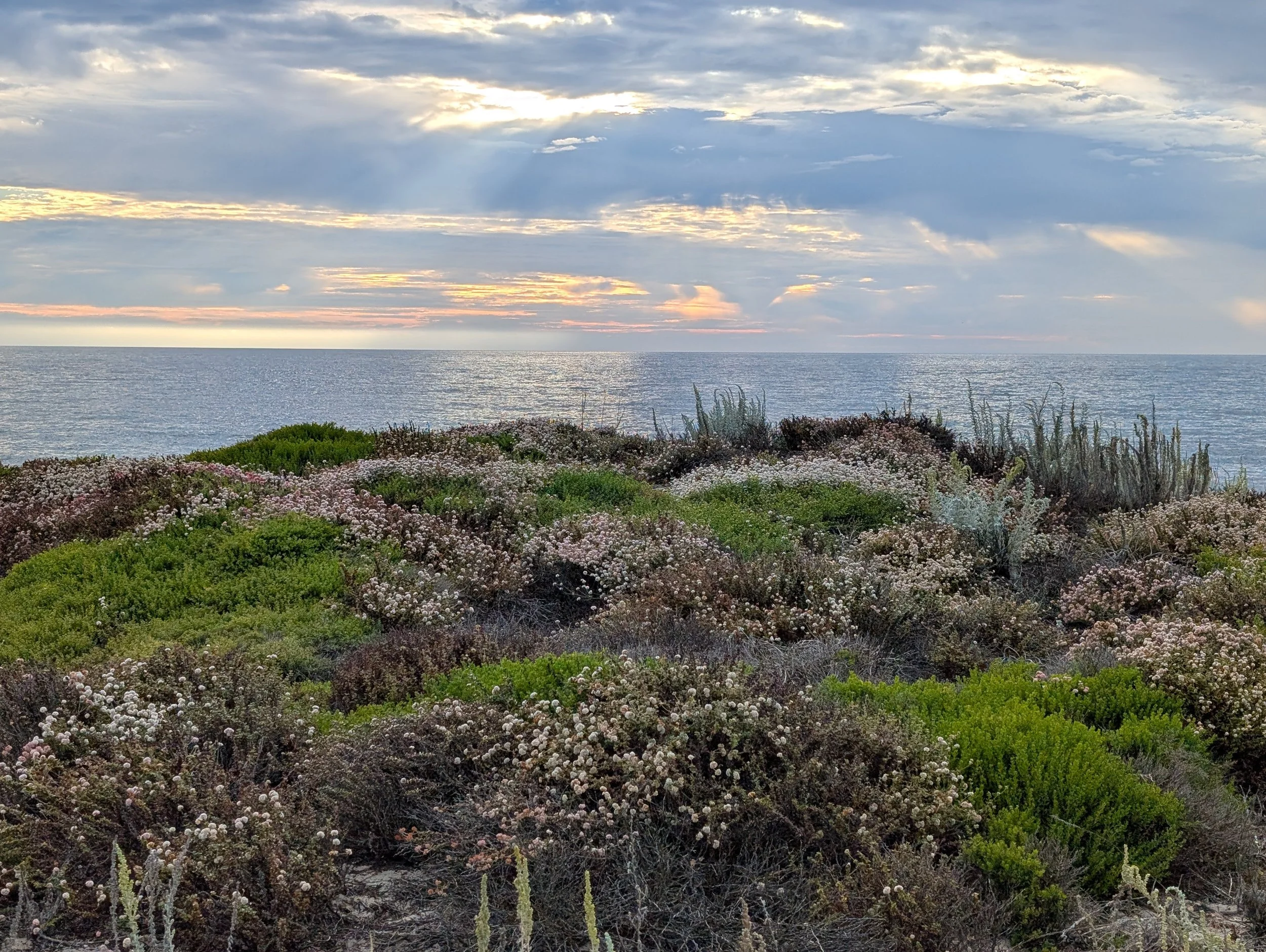 Landscape photo of a cloudy sky over the ocean with wildflowers and greenery in the foreground.