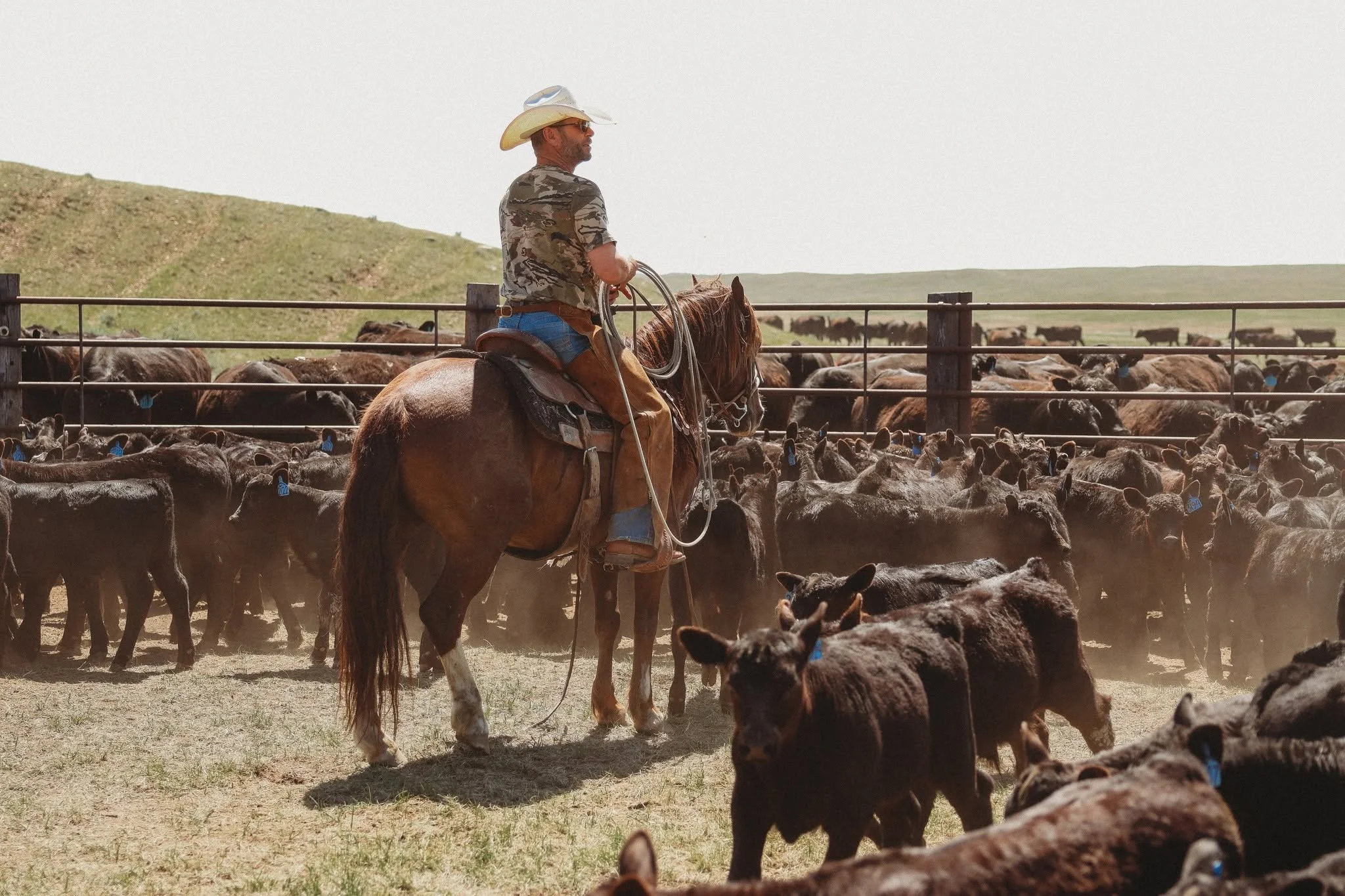 Tanner Anderson horseback with cattle on a Montana ranch
