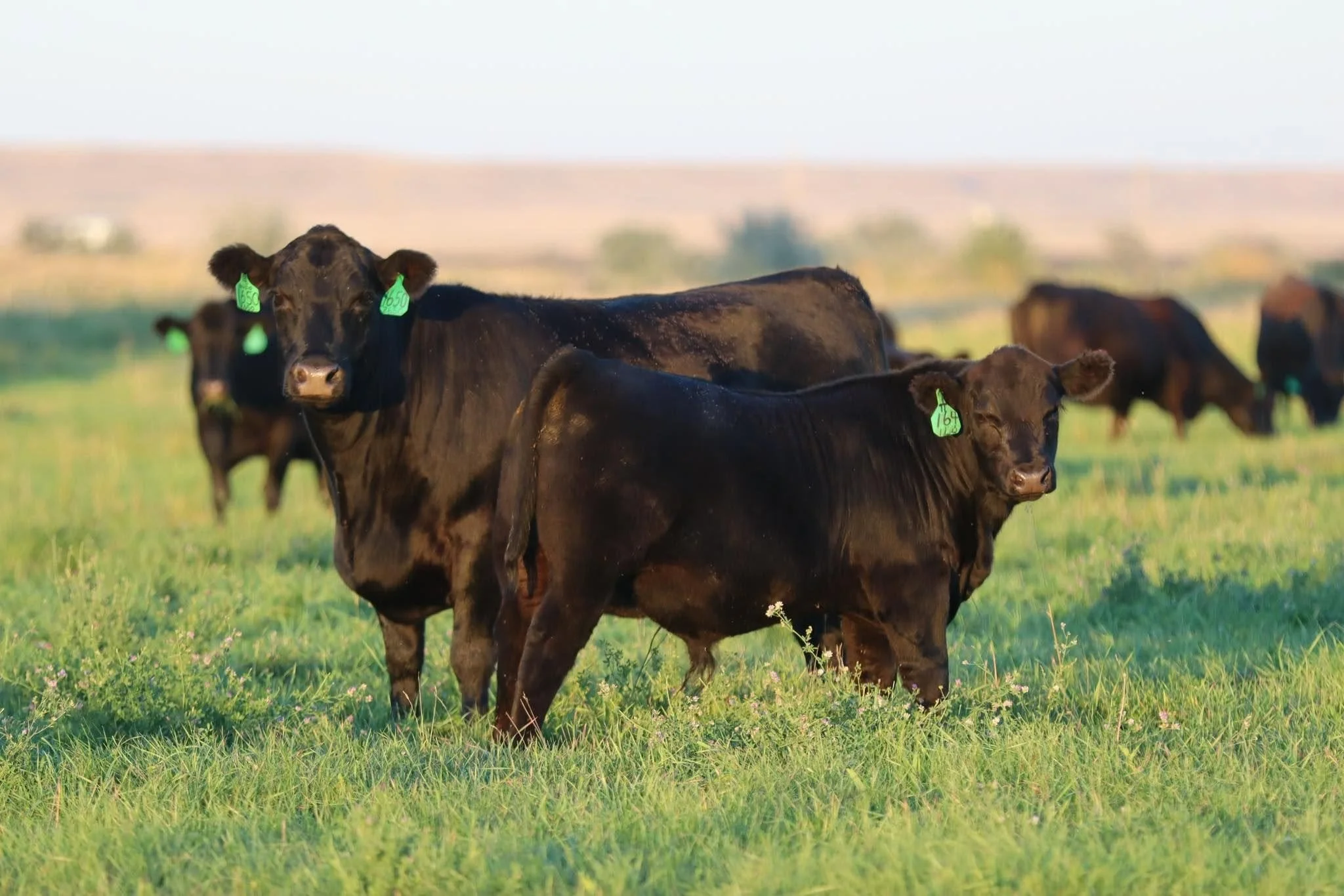Black Angus cattle at Math Farms in Montana
