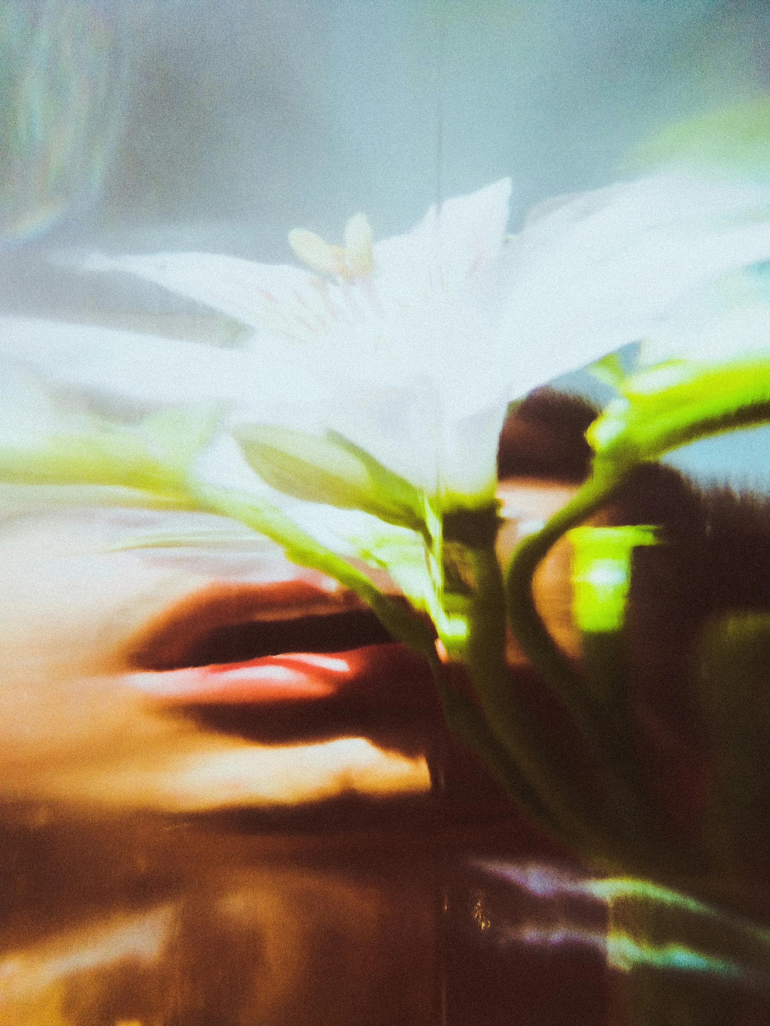 Close-up of a flower with green leaves, dark background, and soft light.