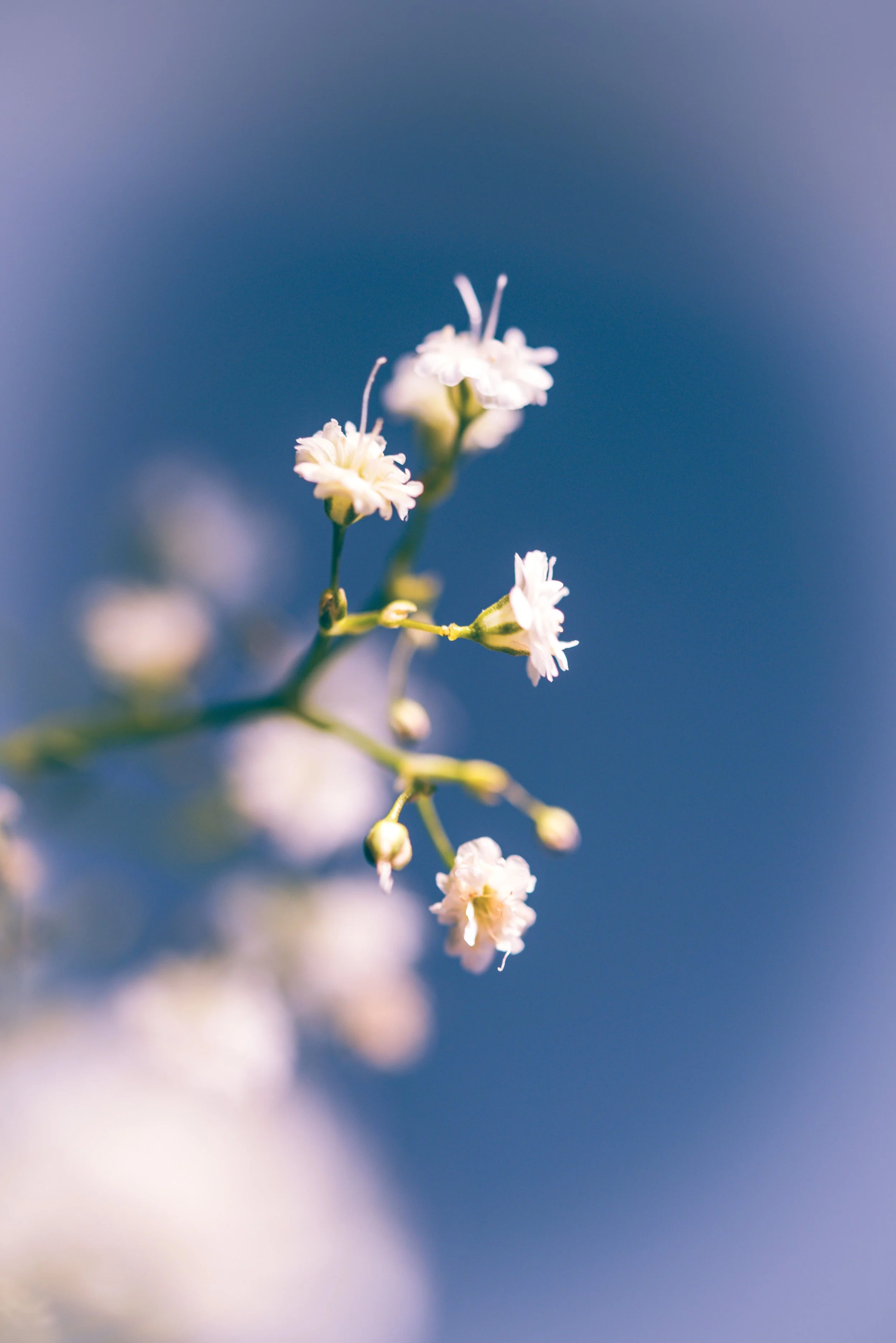 Close-up of a delicate white flower on a thin green stem against a blurred blue background.