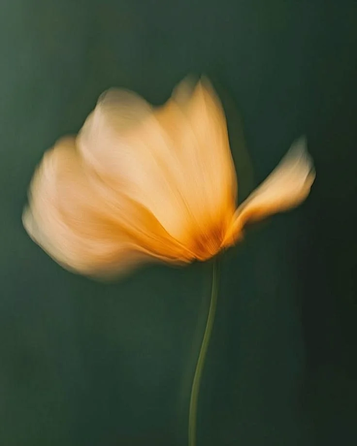 Blurry orange flower with a green background.