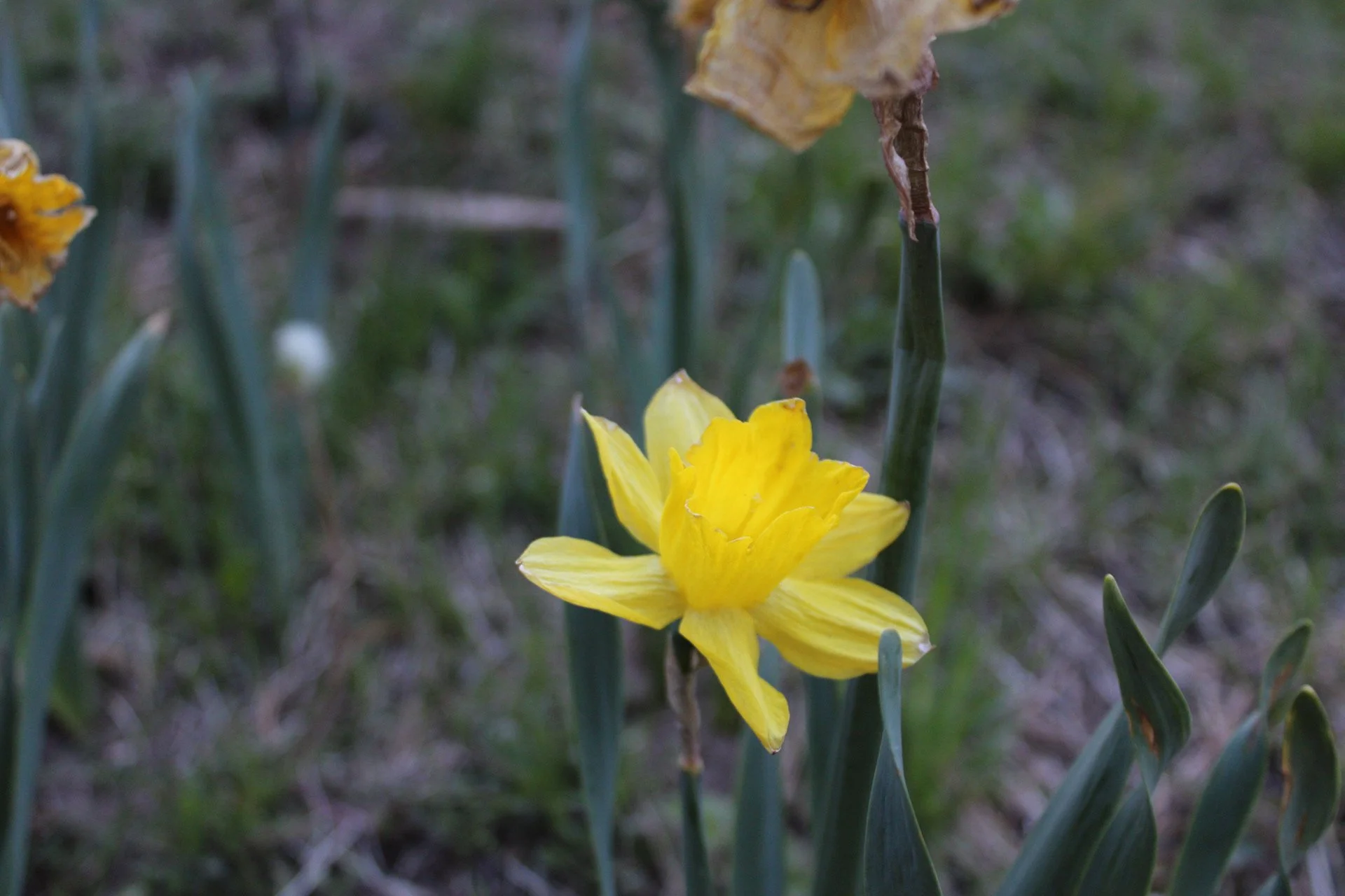 A close-up of a yellow daffodil flower with green leaves in the background.