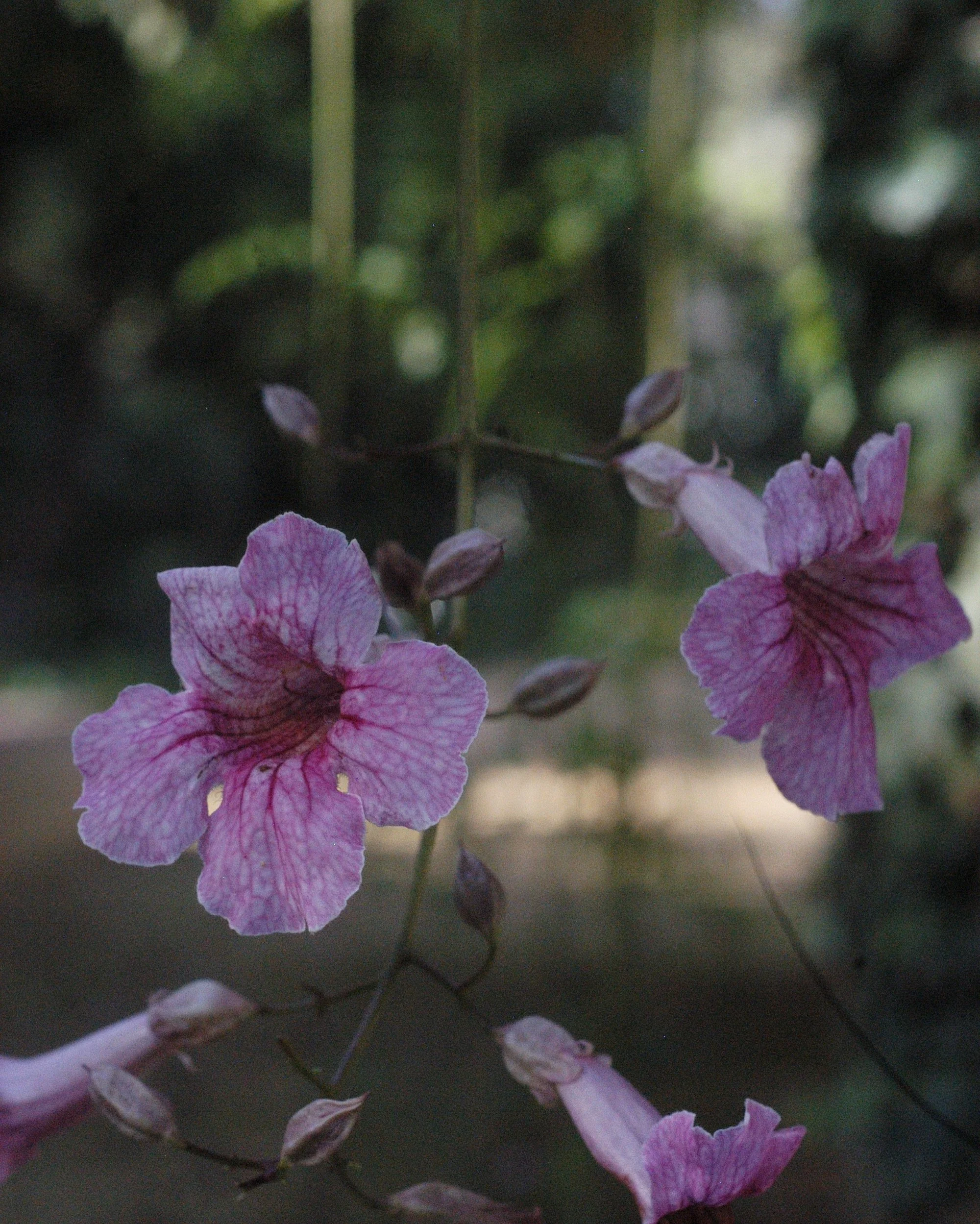 Close-up of pink and purple flowers with some buds against a blurred background.