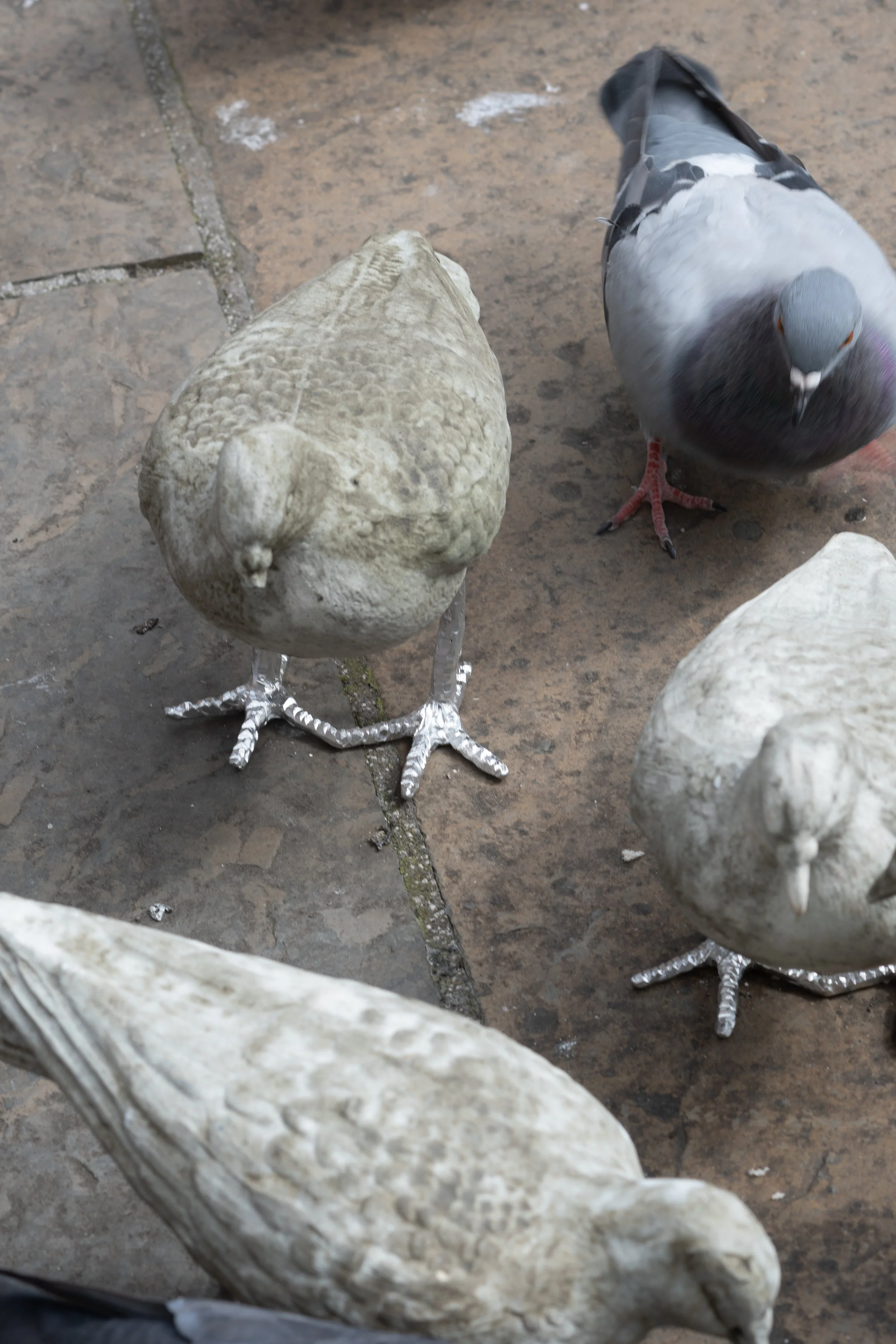 pigeon catalogue mabye_-12.jpg