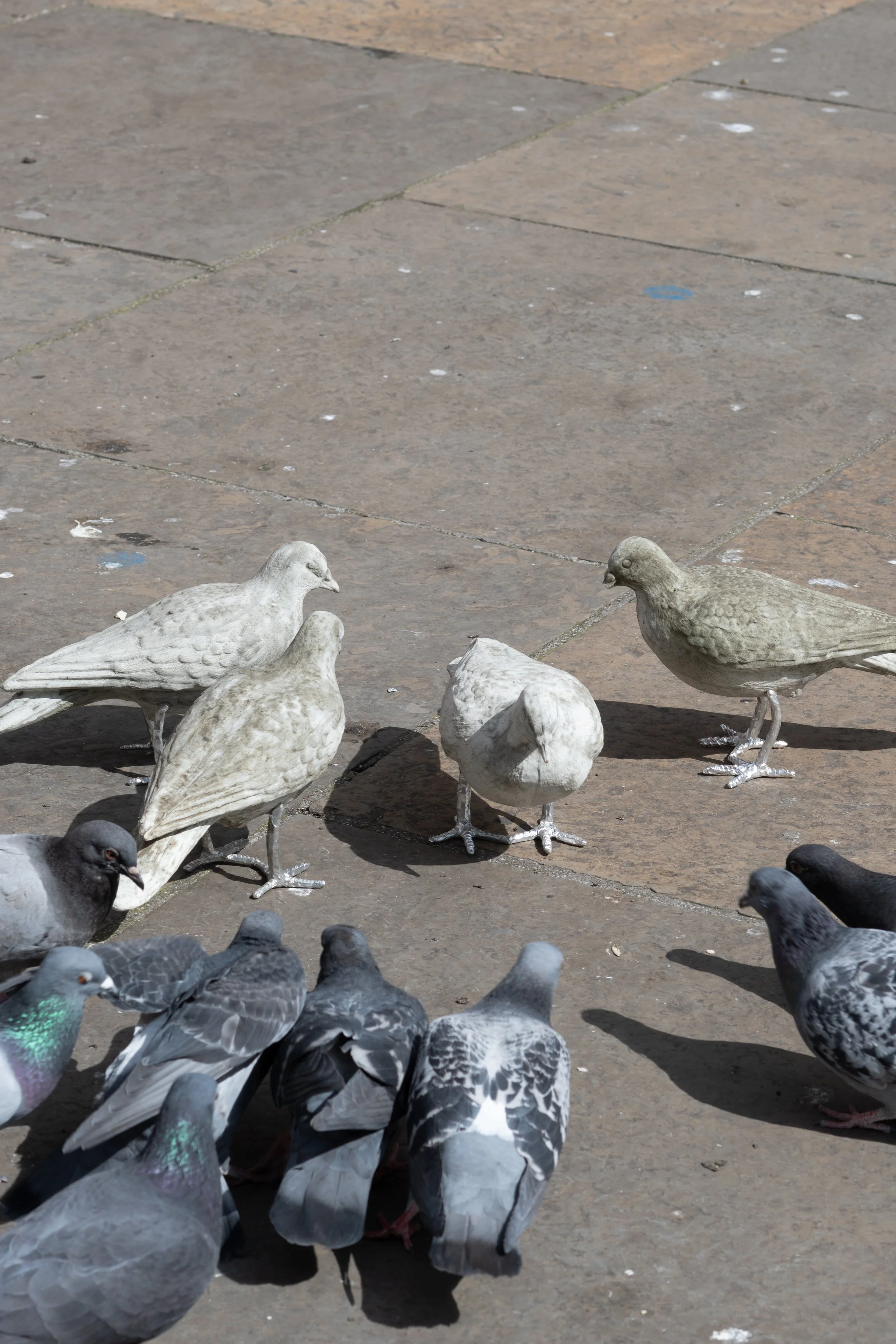 pigeon catalogue mabye_-20.jpg