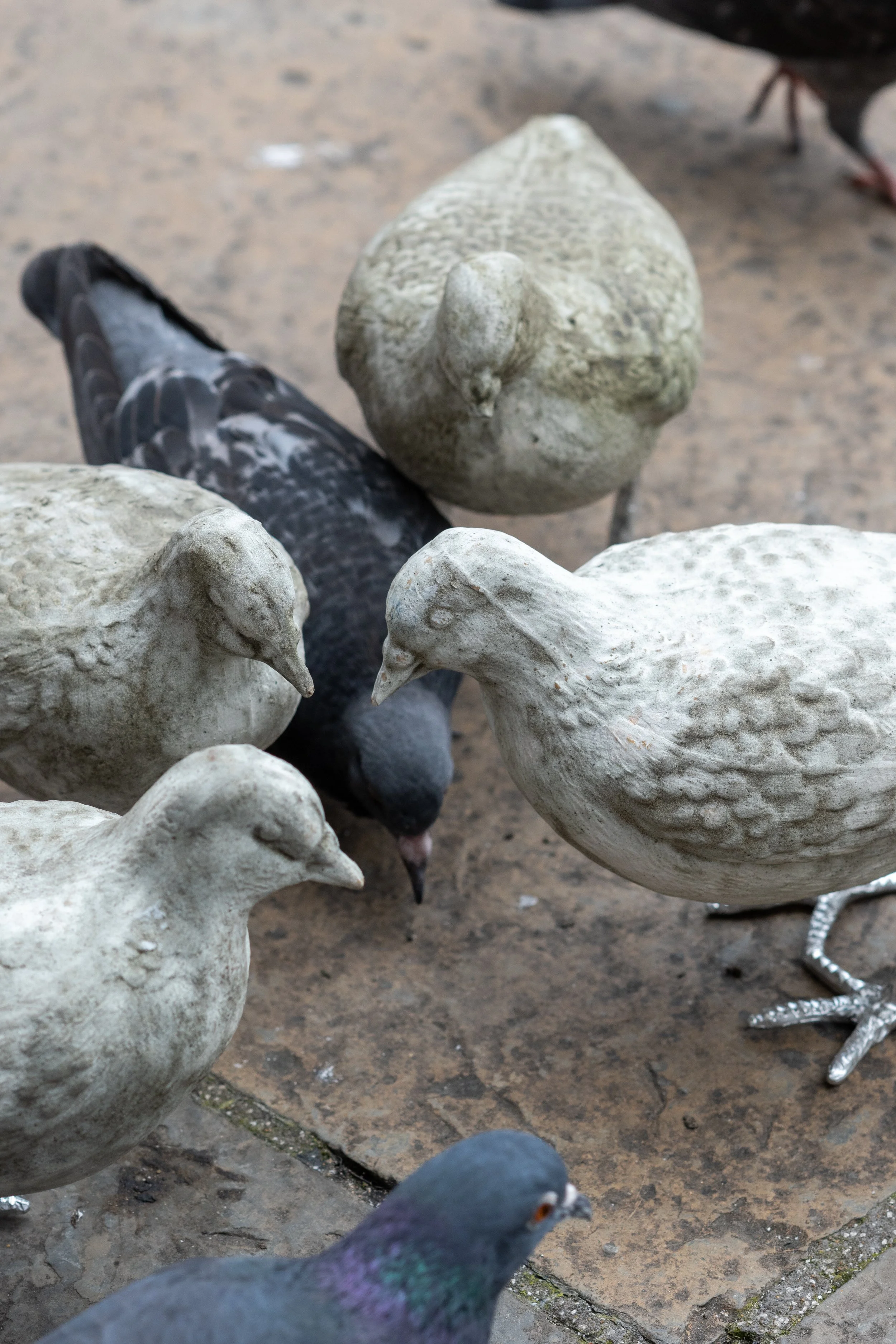 pigeon catalogue mabye_-27.jpg