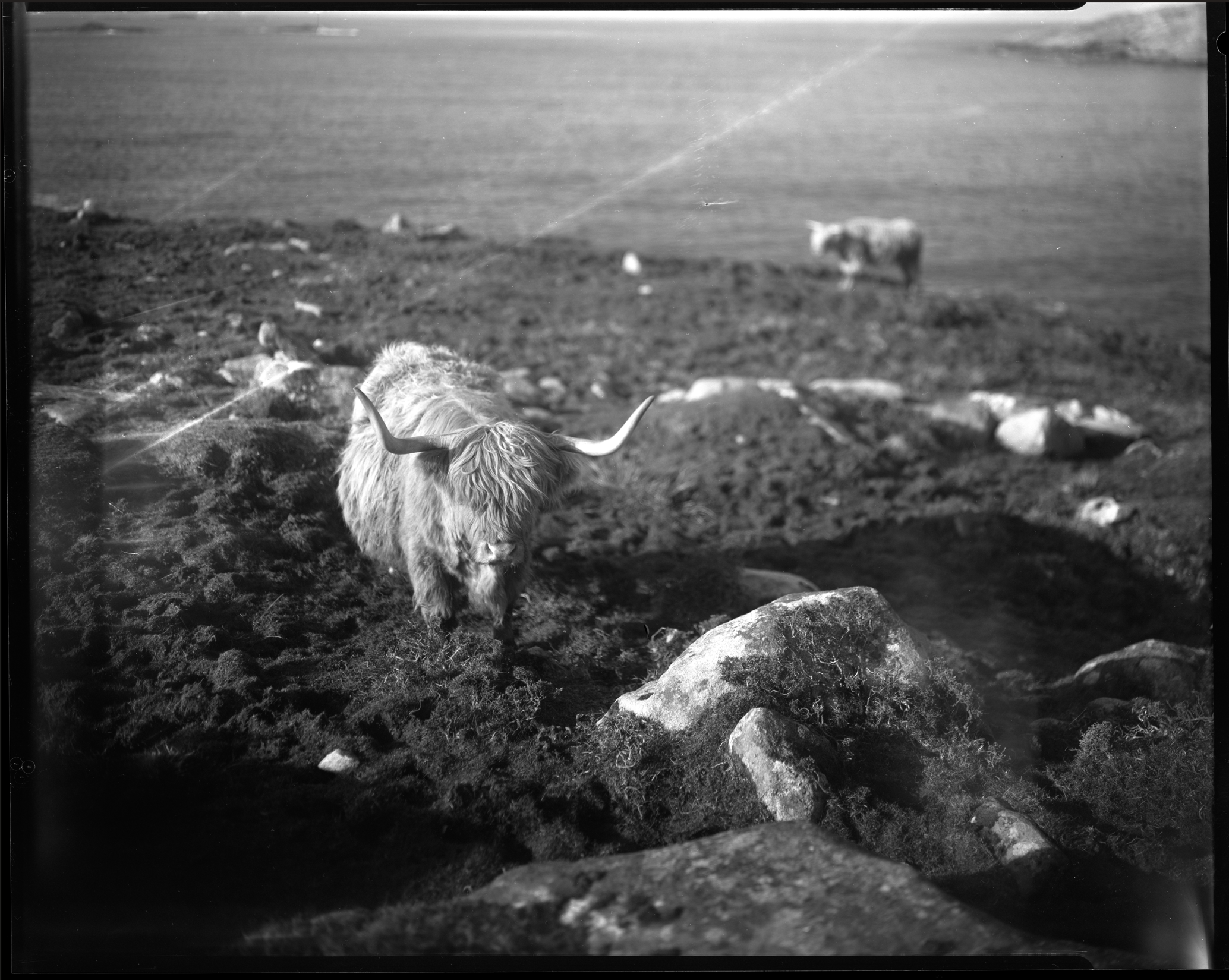 A black and white photograph of a cow with long horns, standing near rocks and rough terrain, with a large body of water in the background.