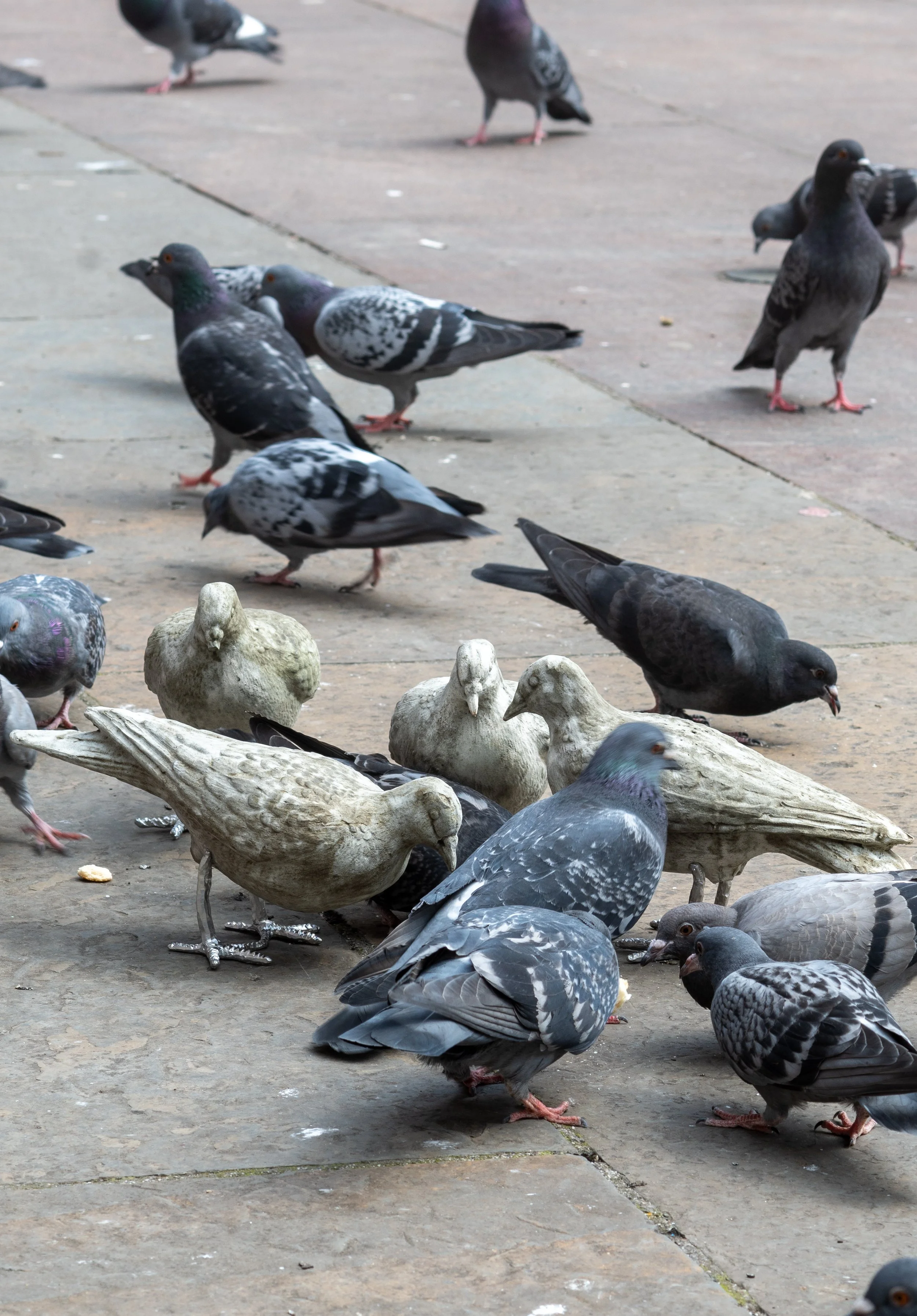 pigeon catalogue mabye_-5.jpg