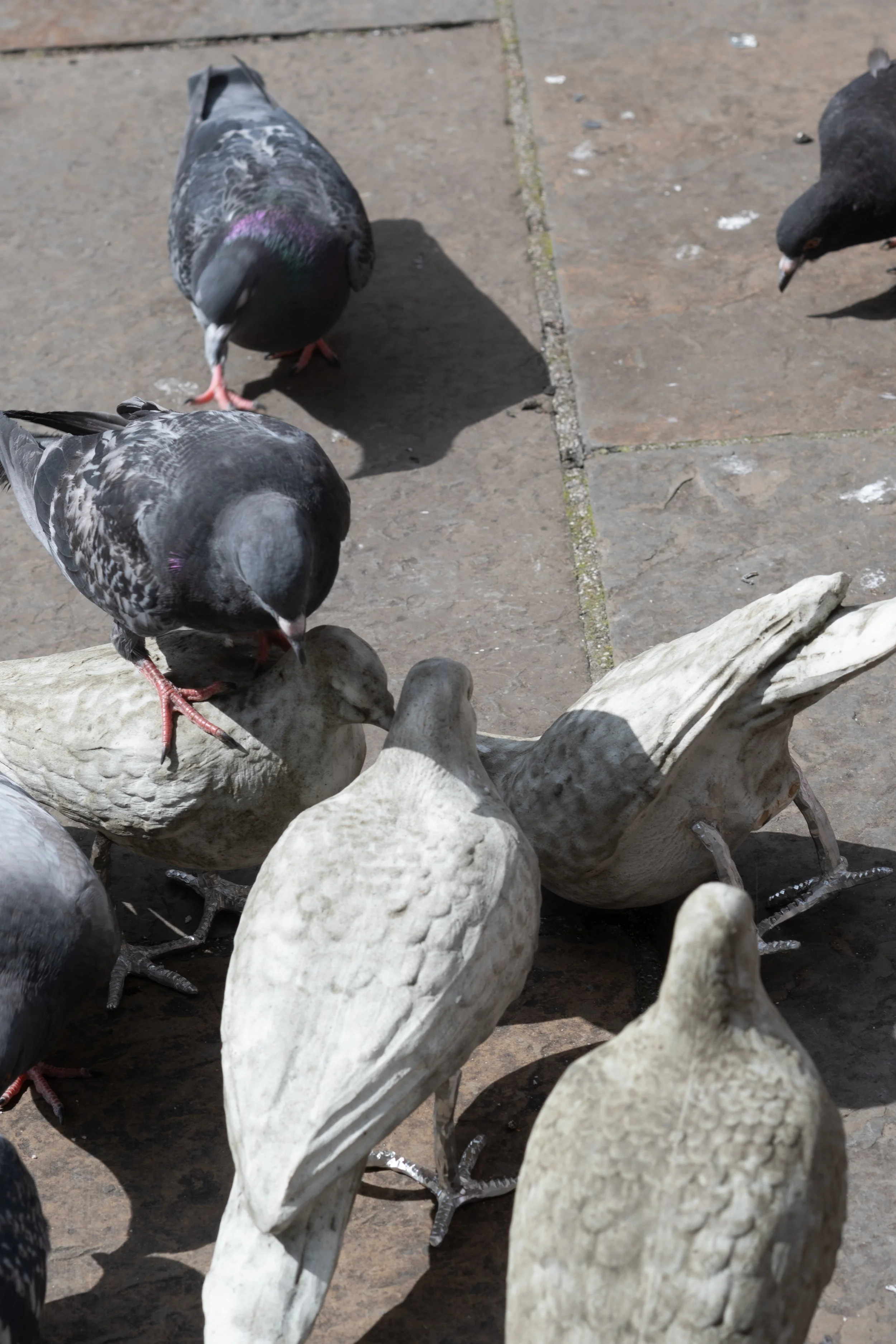 pigeon catalogue mabye_-16.jpg