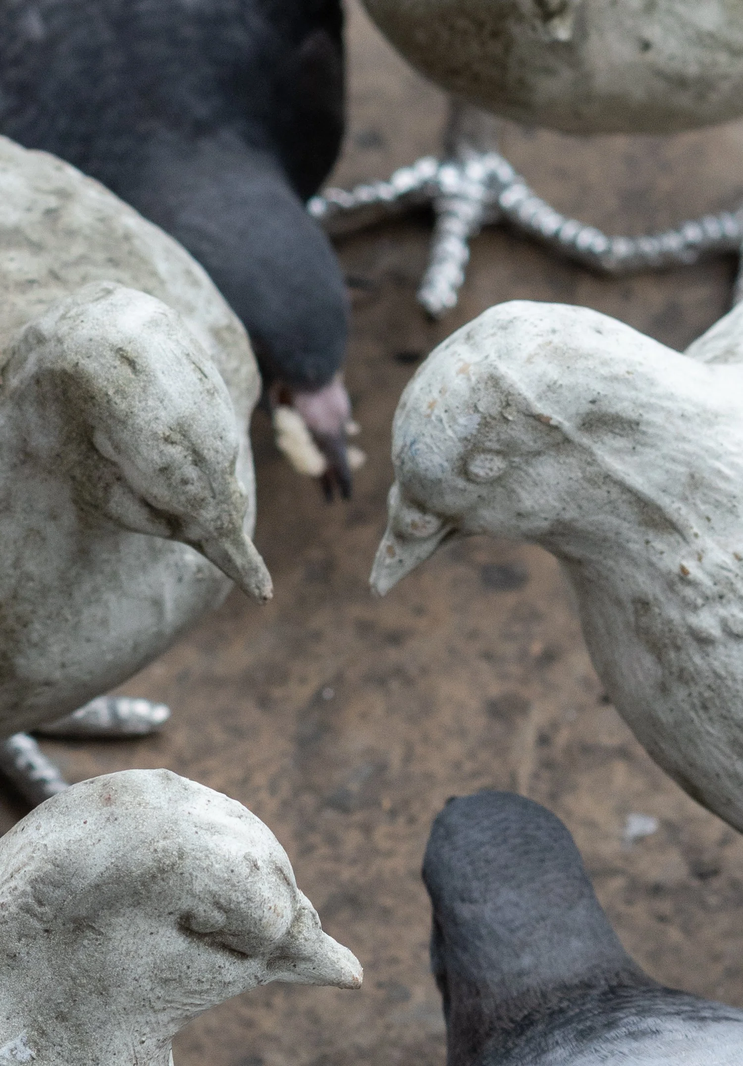 pigeon catalogue mabye_-26.jpg