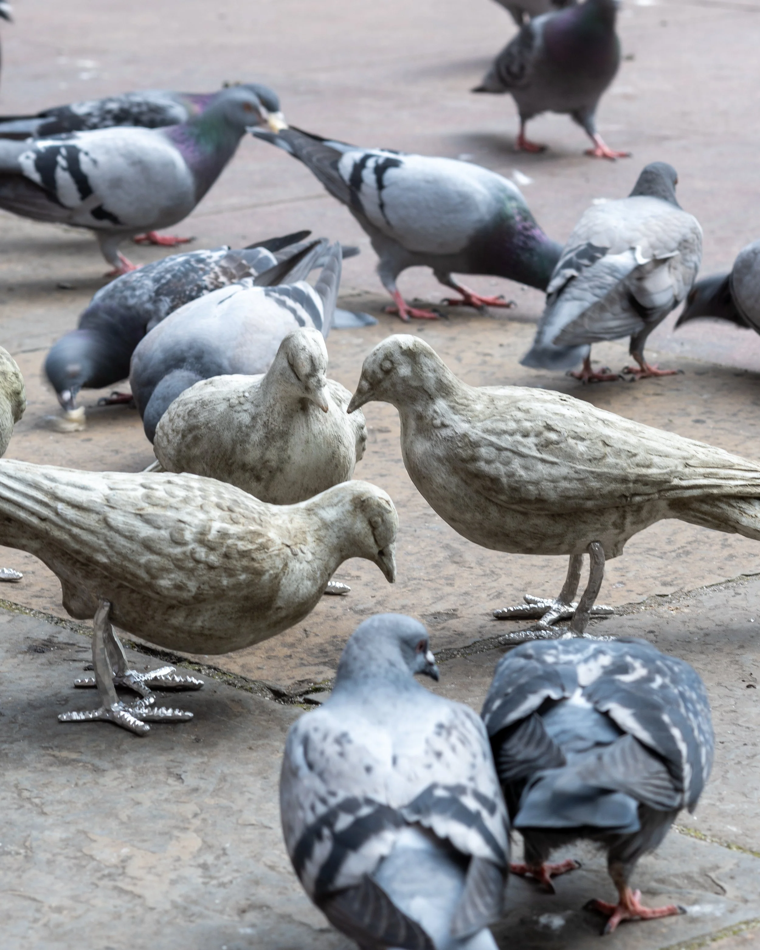 Taub Pigeons