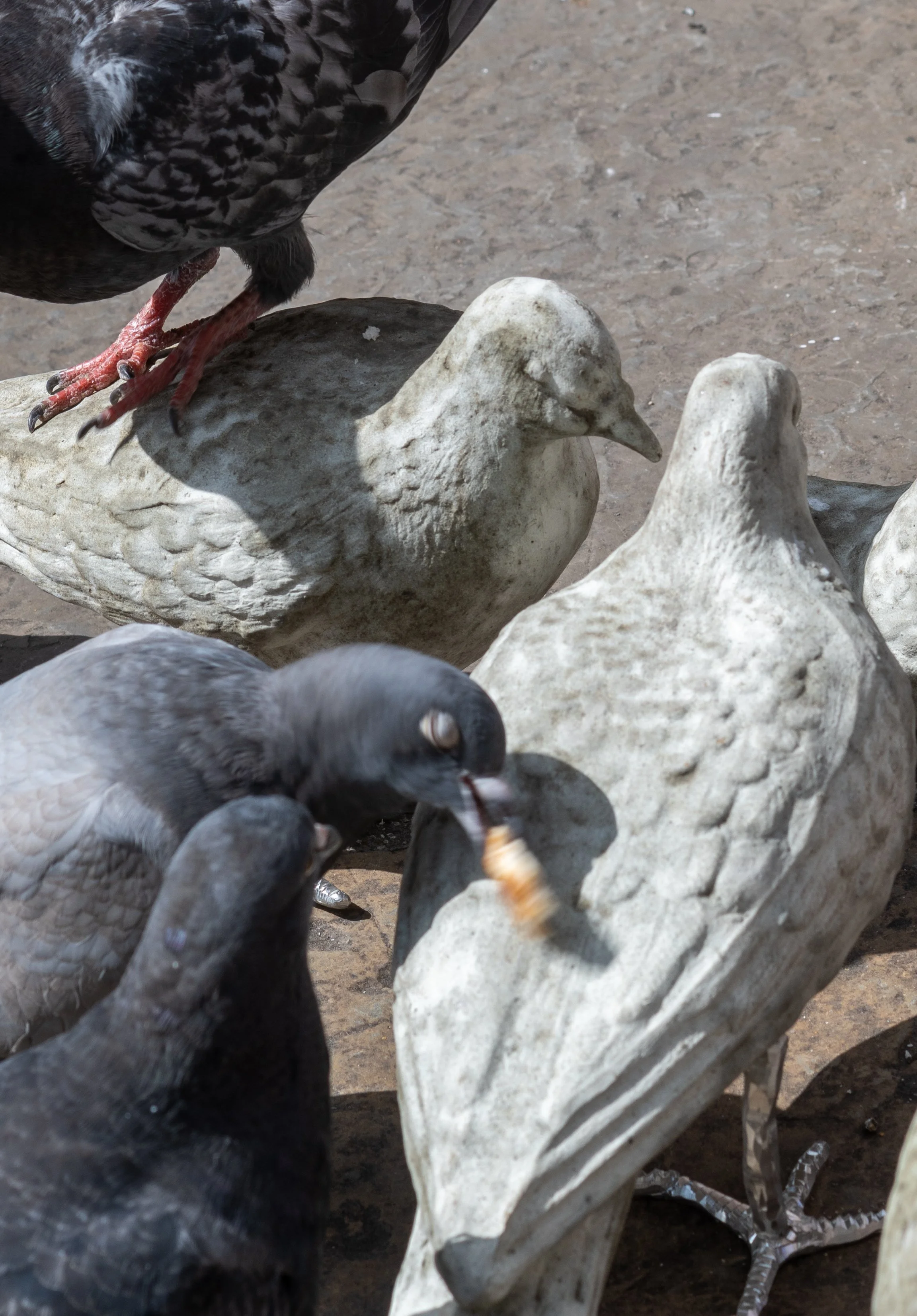 pigeon catalogue mabye_-15.jpg