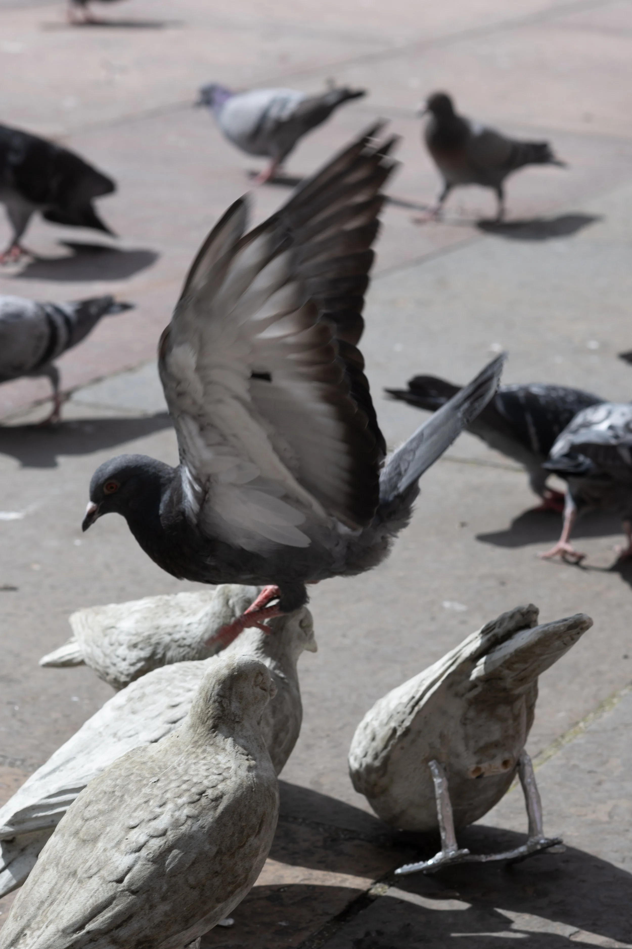 pigeon catalogue mabye_-18.jpg