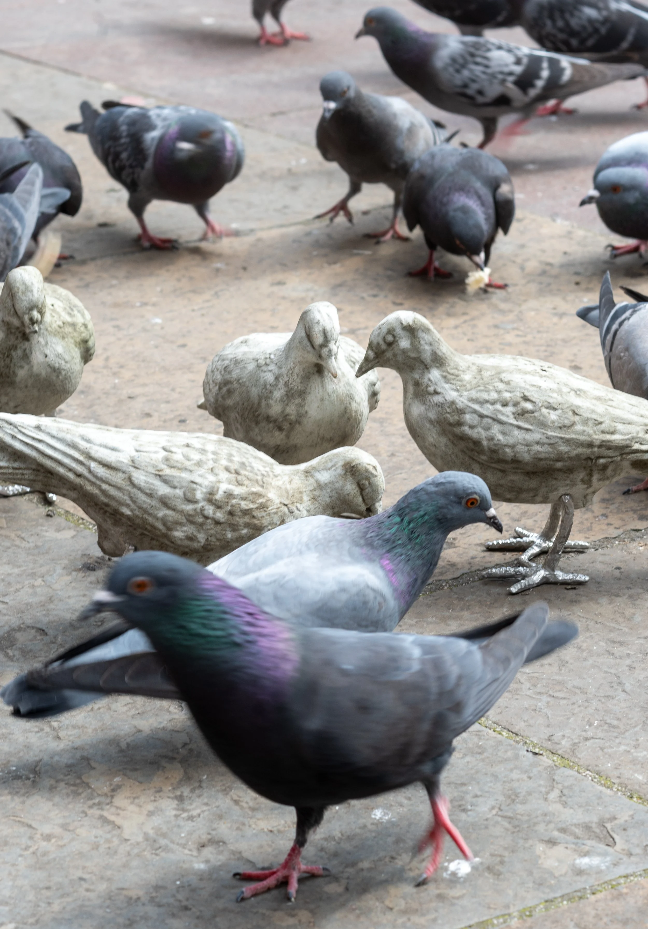 pigeon catalogue mabye_-11.jpg