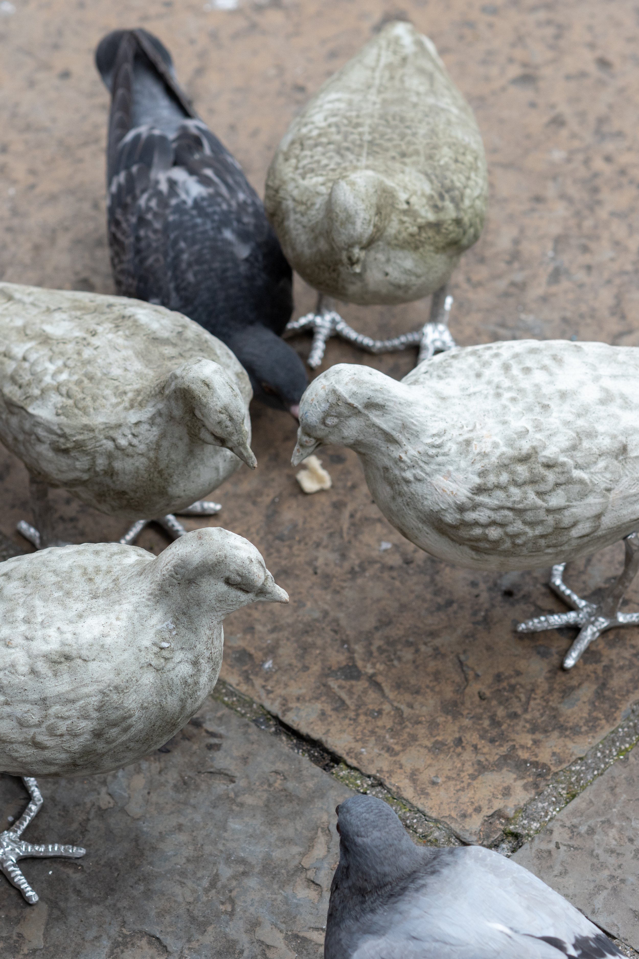 pigeon catalogue mabye_-25.jpg