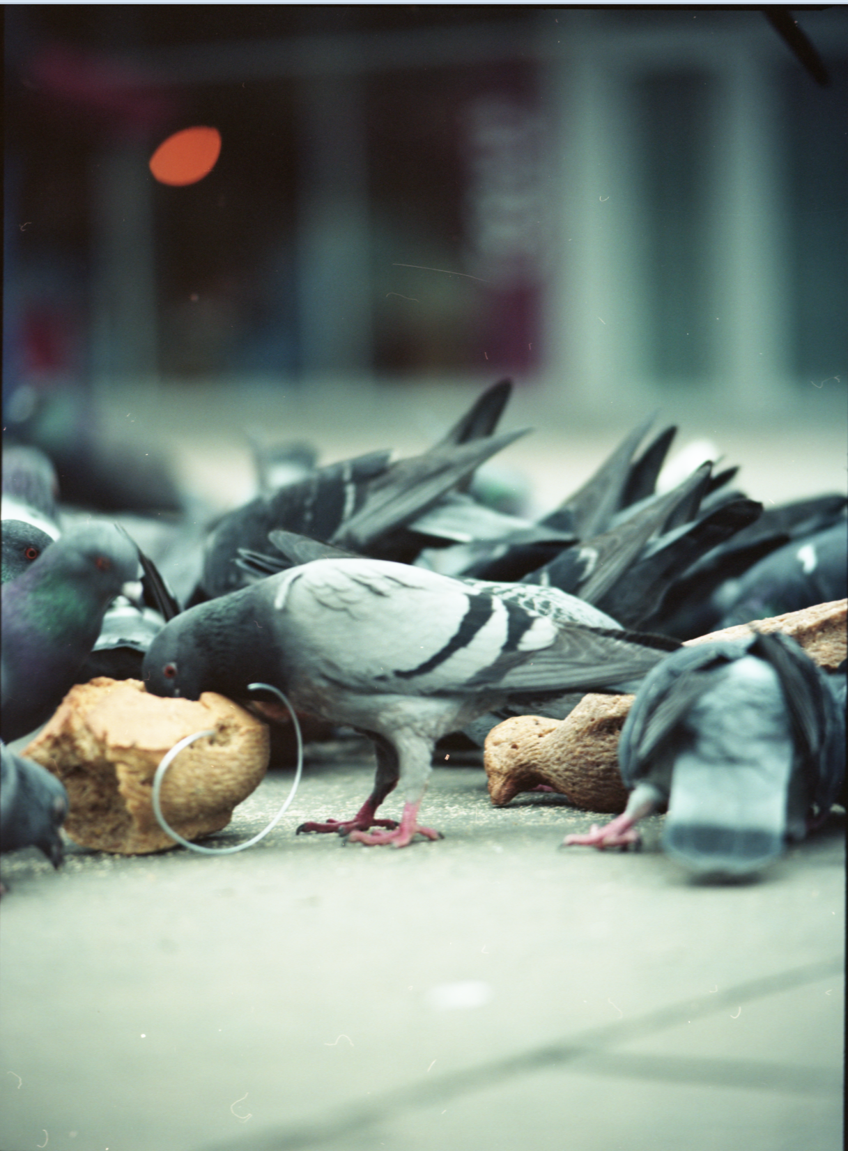Group of pigeons feeding on bread crumbs on the ground, some pigeons have tags on their legs.