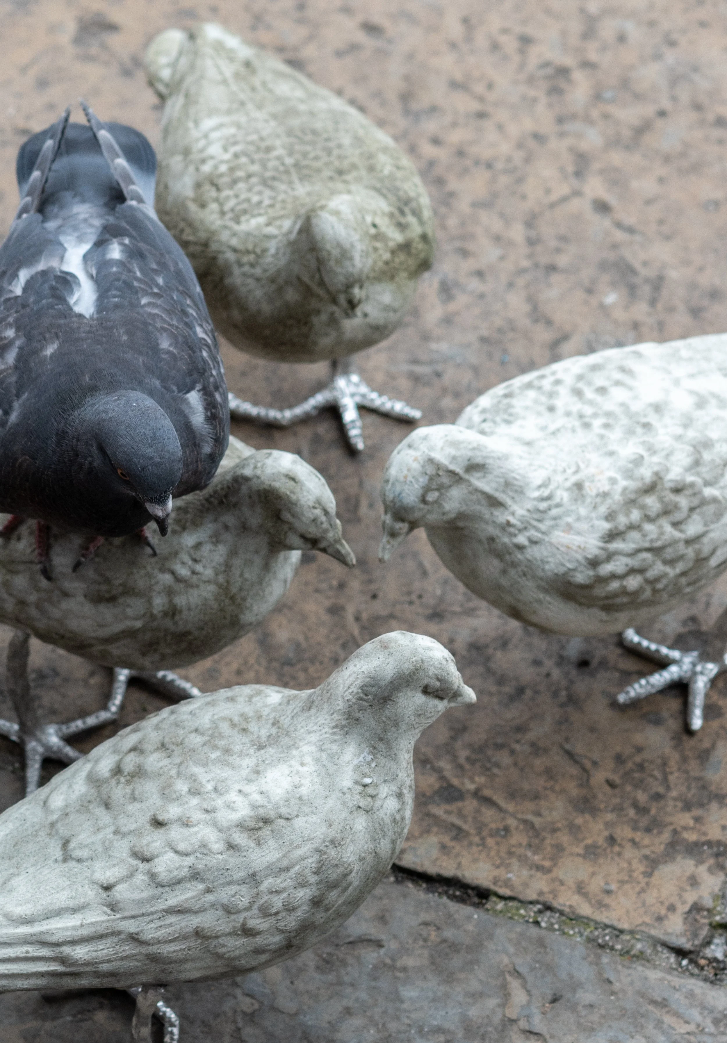 pigeon catalogue mabye_-36.jpg