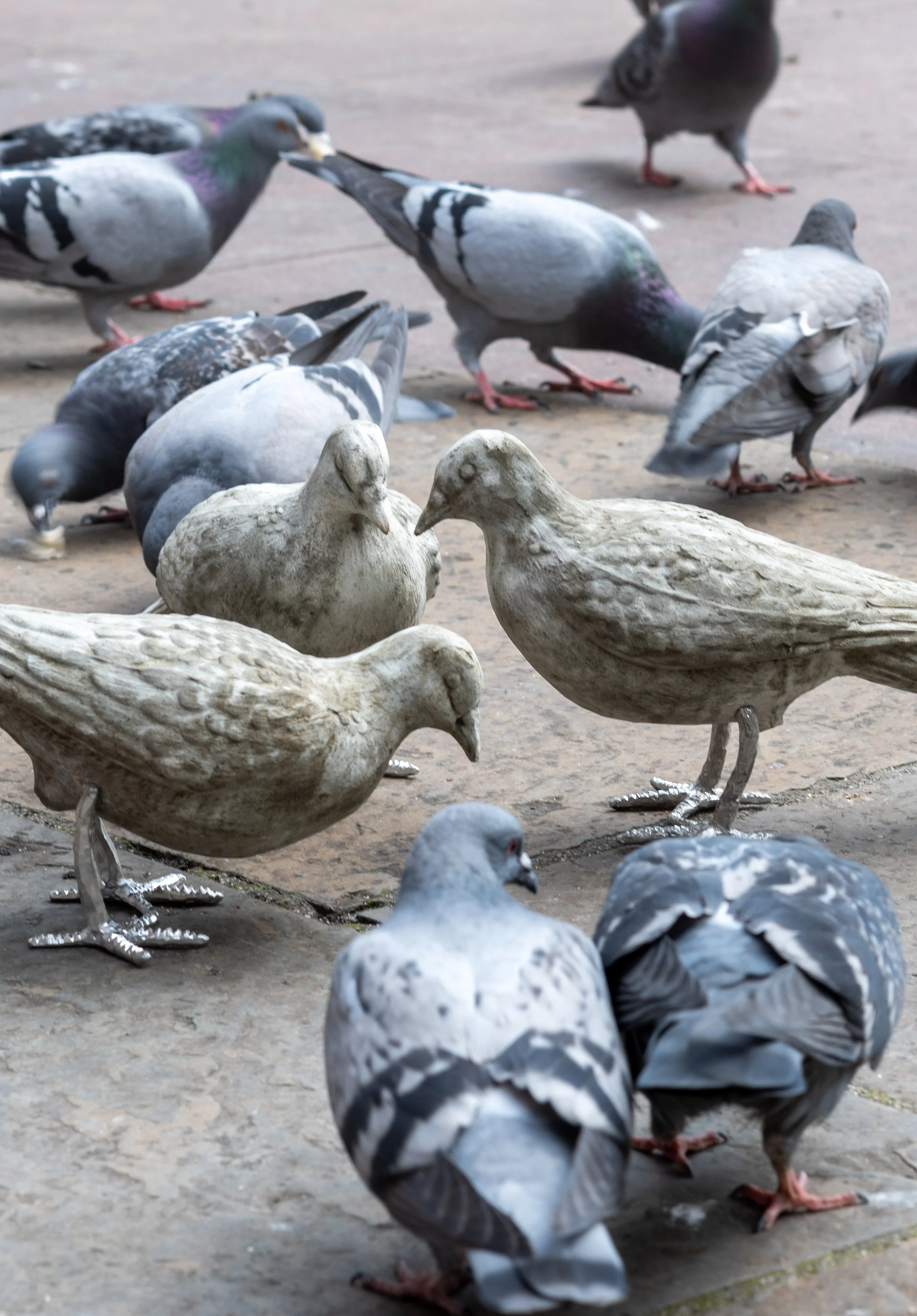 pigeon catalogue mabye_-10.jpg