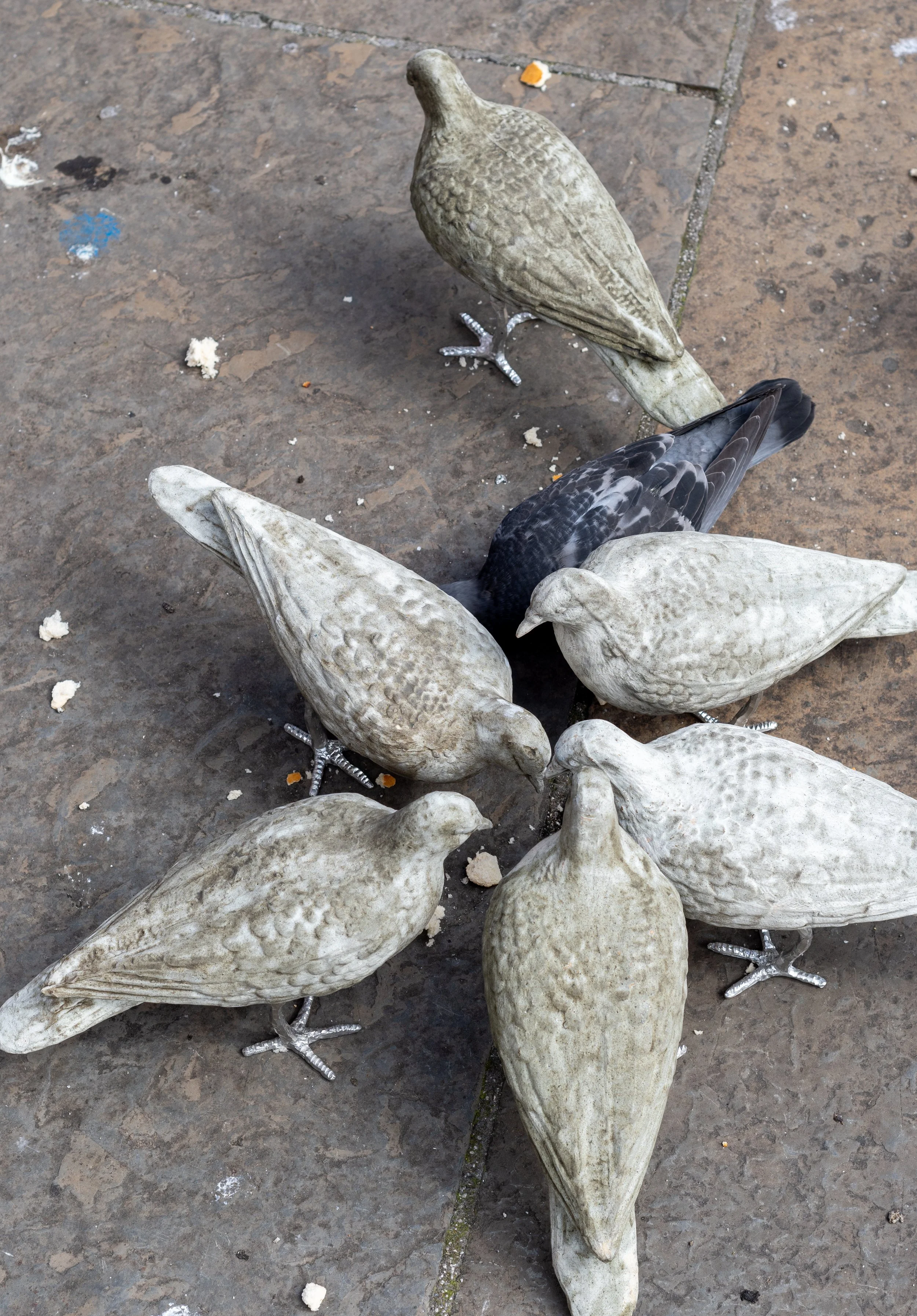 pigeon catalogue mabye_.jpg