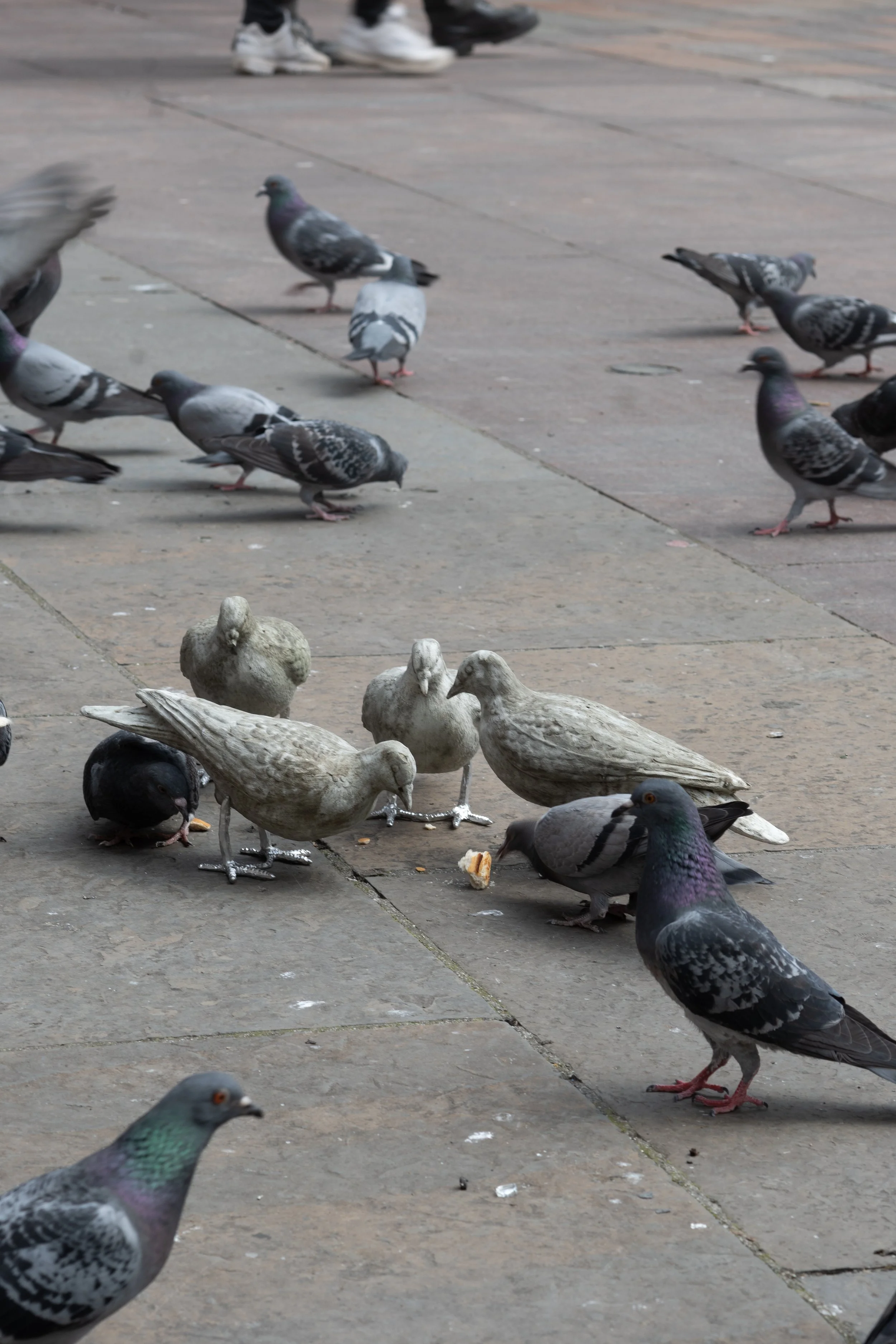 pigeon catalogue mabye_-4.jpg