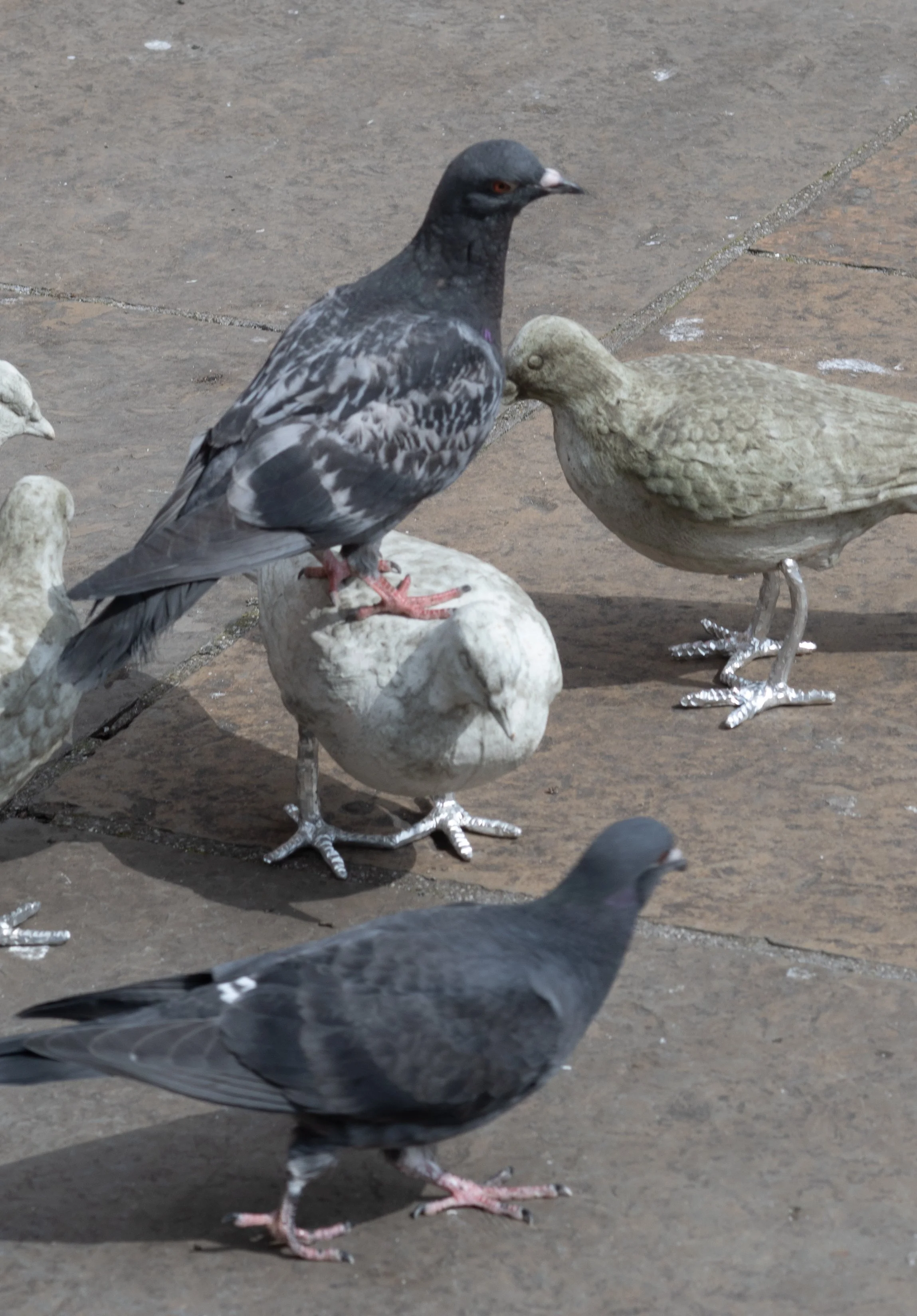 pigeon catalogue mabye_-19.jpg