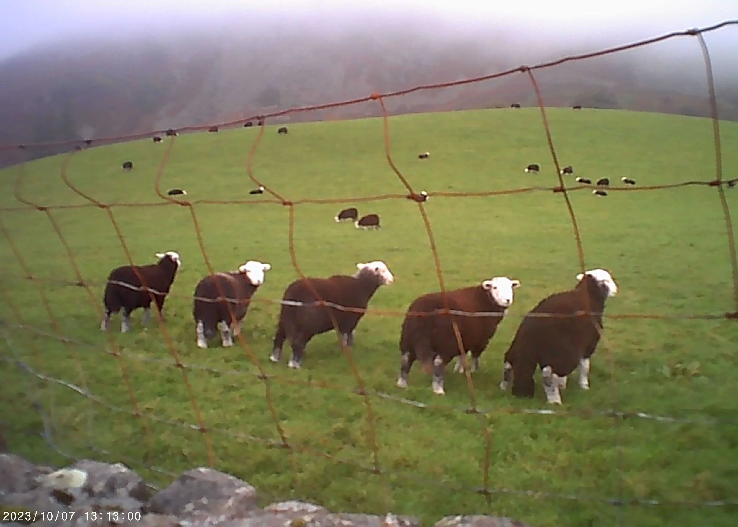 View of farm field with calves standing behind a wire fence, overcast sky in background.