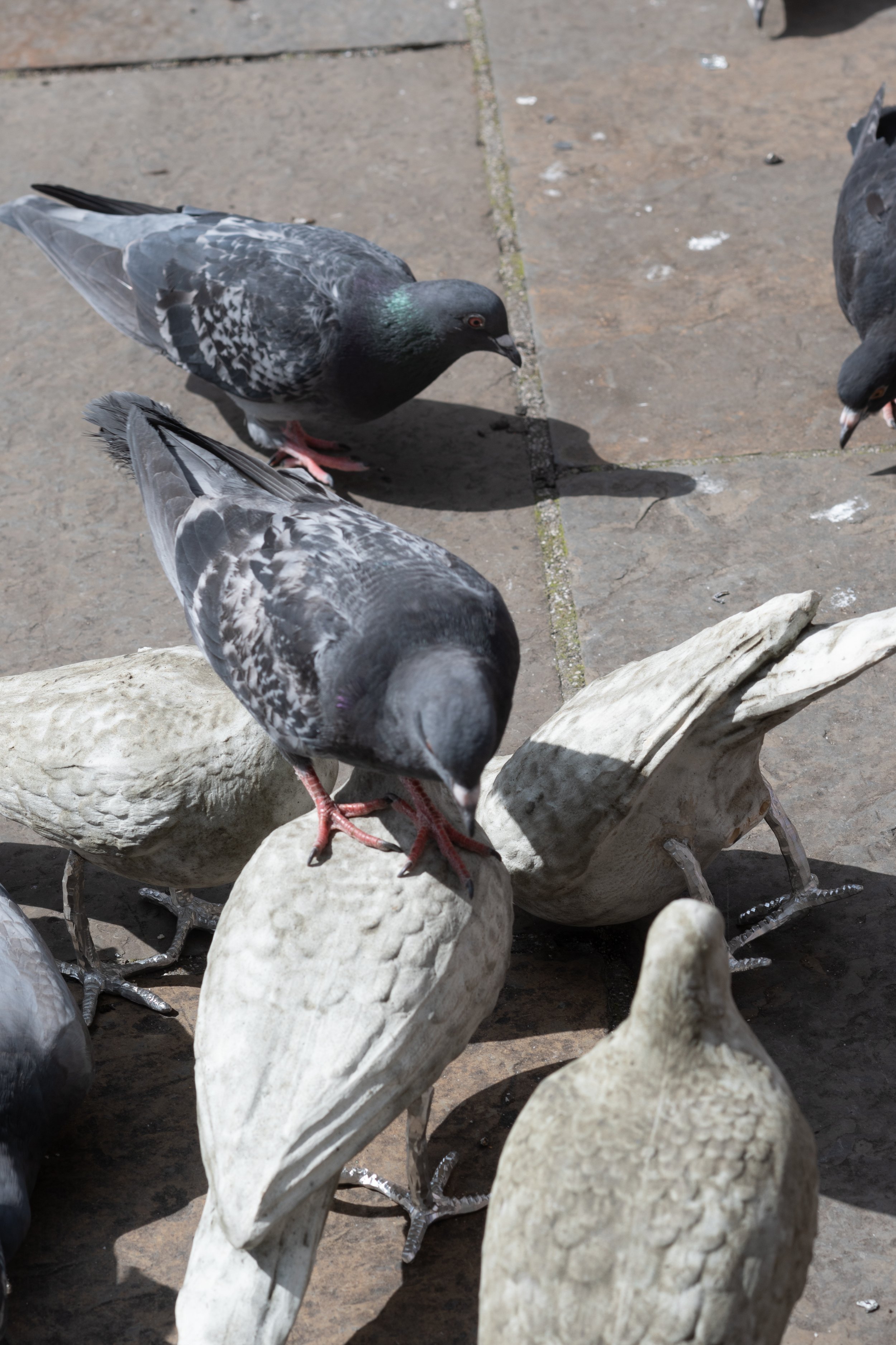 pigeon catalogue mabye_-17.jpg