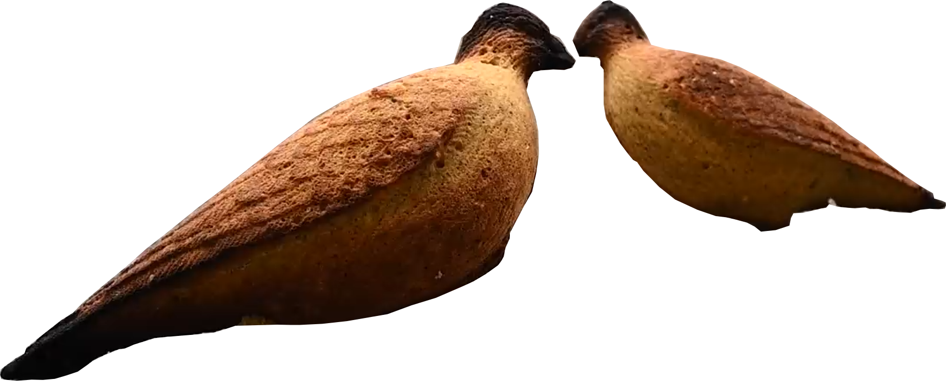 Two elongated brown seeds with dark tips, lying side by side on a flat surface.