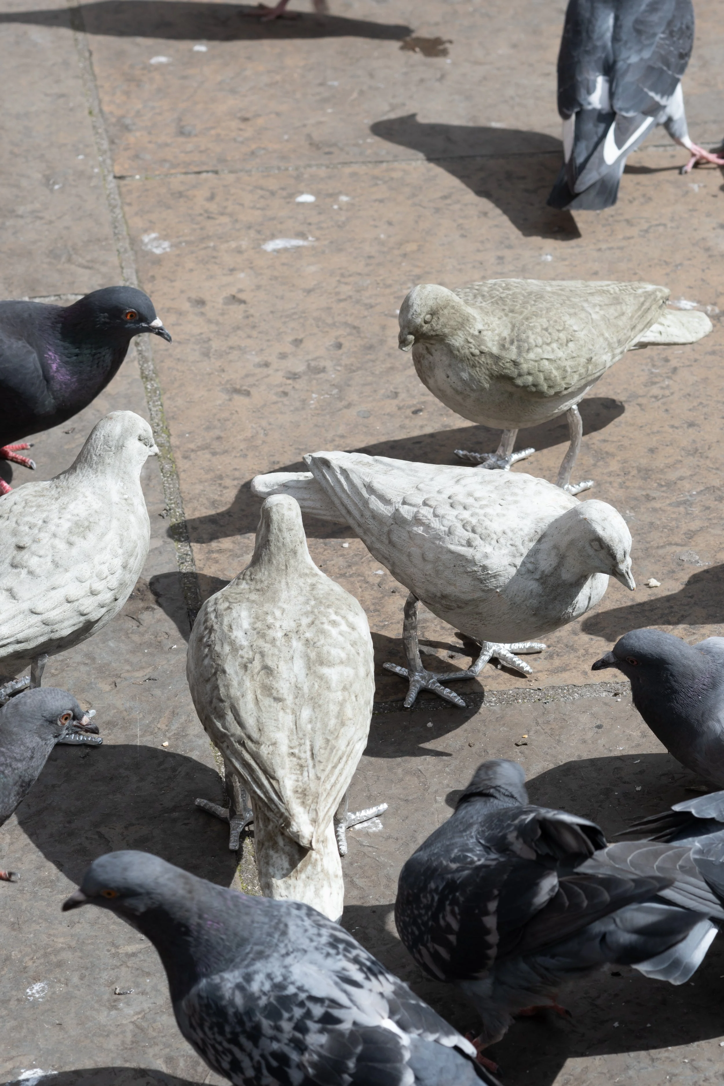 pigeon catalogue mabye_-21.jpg