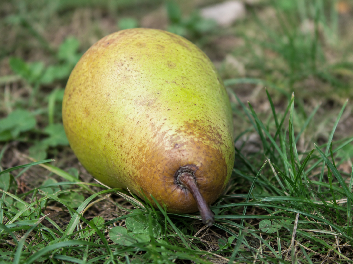The Pear