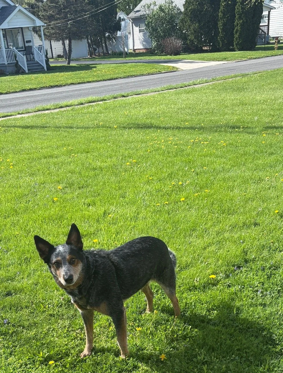 A small black and gray dog standing on a lush green lawn with yellow dandelions. In the background, there are houses, trees, and a paved street.