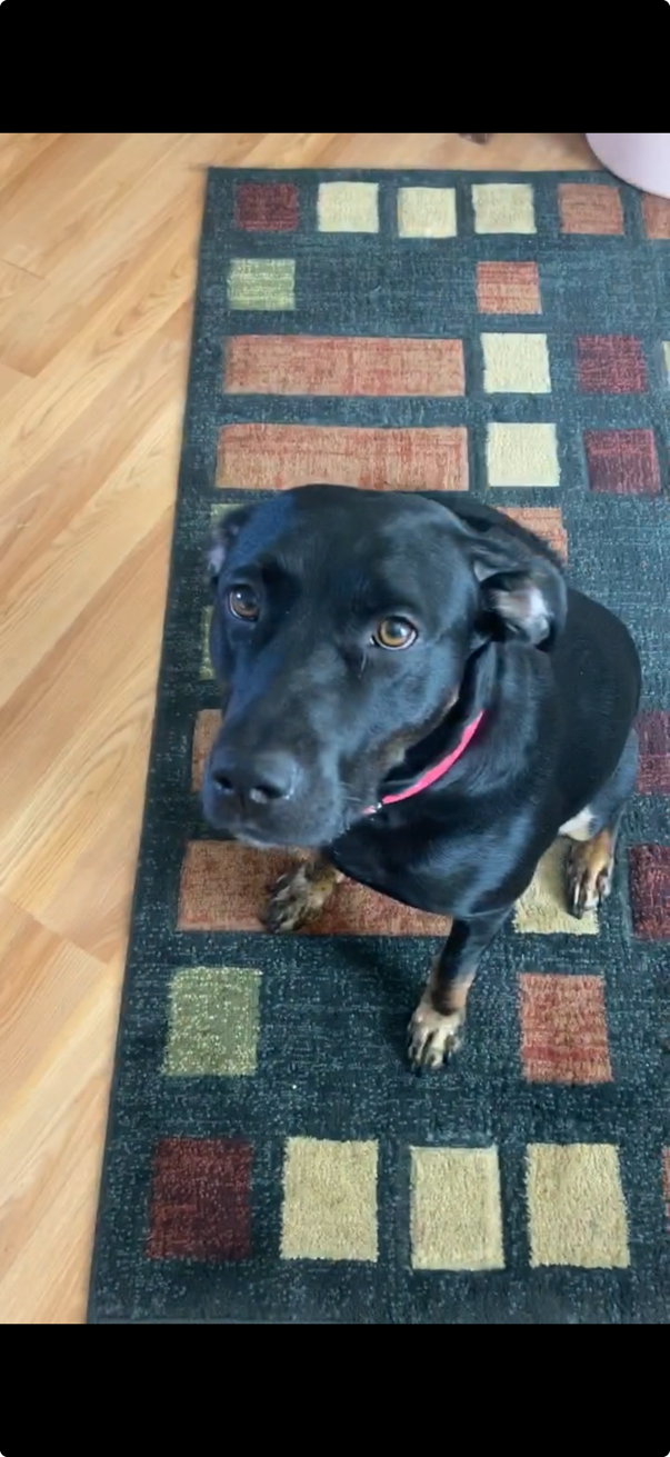 A black dog with brown paws and a red collar sitting on a multicolored geometric patterned rug on a wooden floor.