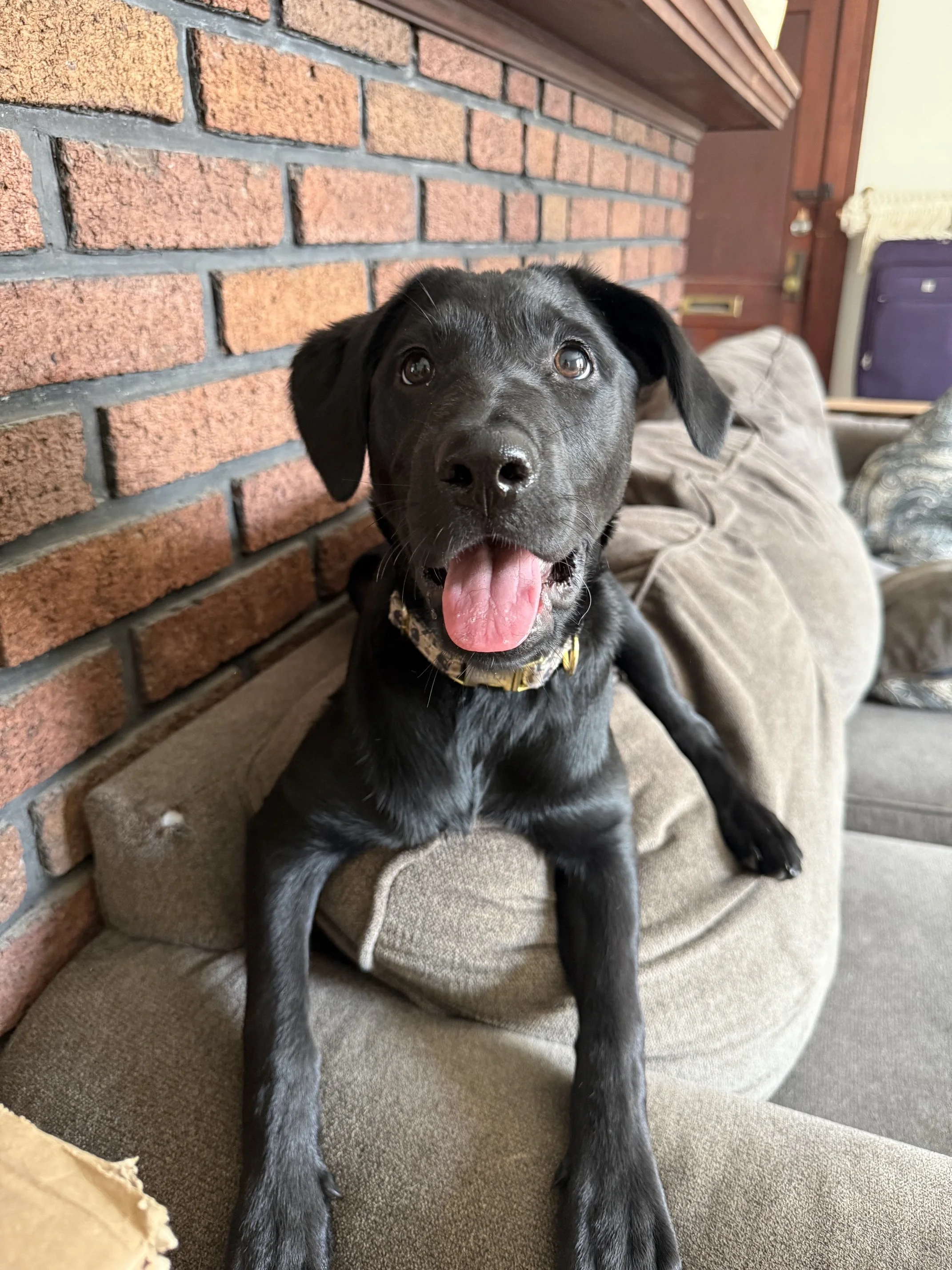 A black puppy with its tongue out, sitting on a beige couch with a brick wall in the background.
