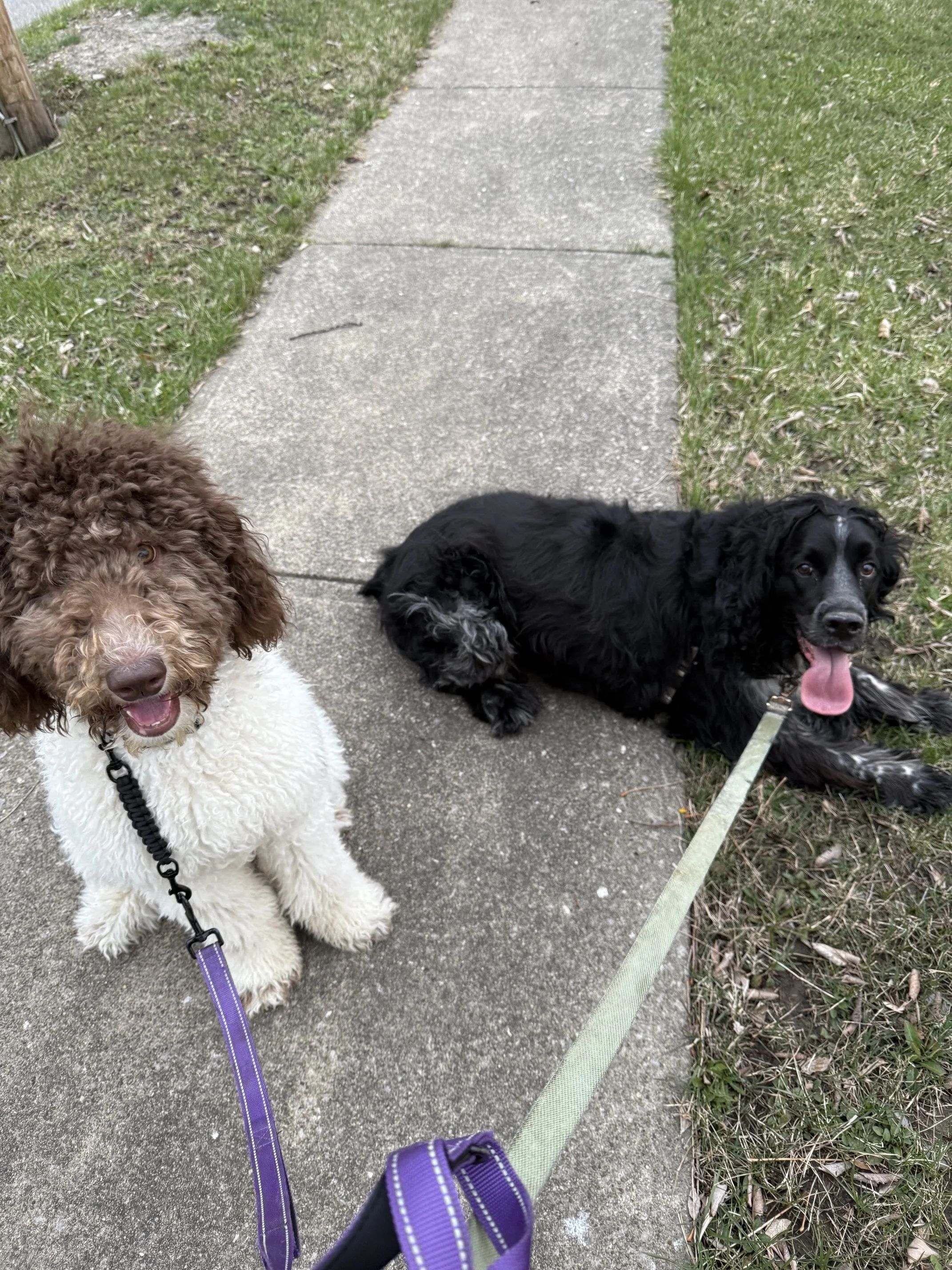 Two dogs lying on a concrete sidewalk, one fluffy white and brown poodle looking at the camera, the other black and white spaniel with its tongue out, on a leash
