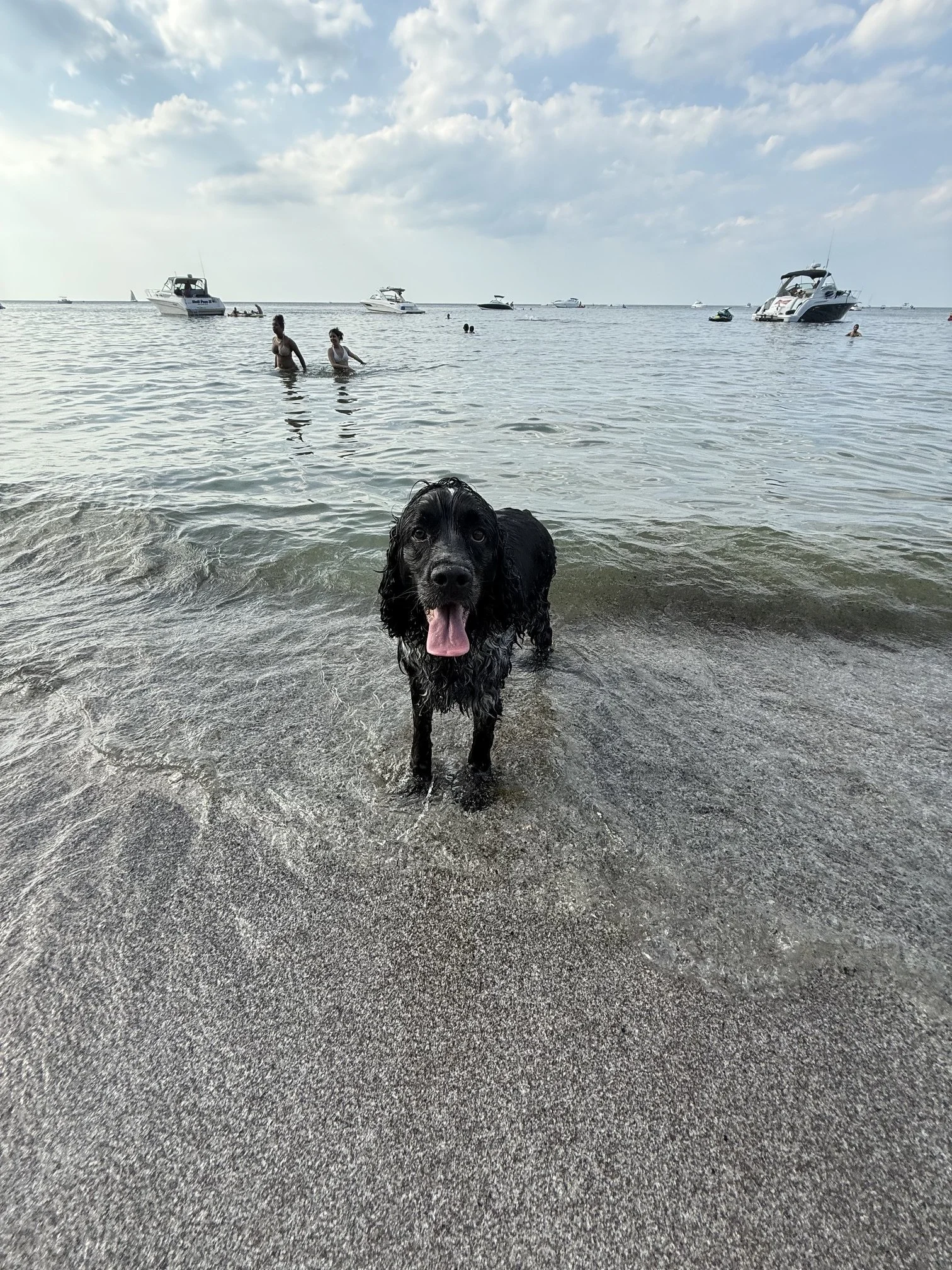 A black dog with wet fur standing in shallow water at the beach, with people swimming and boats anchored in the background under a partly cloudy sky.