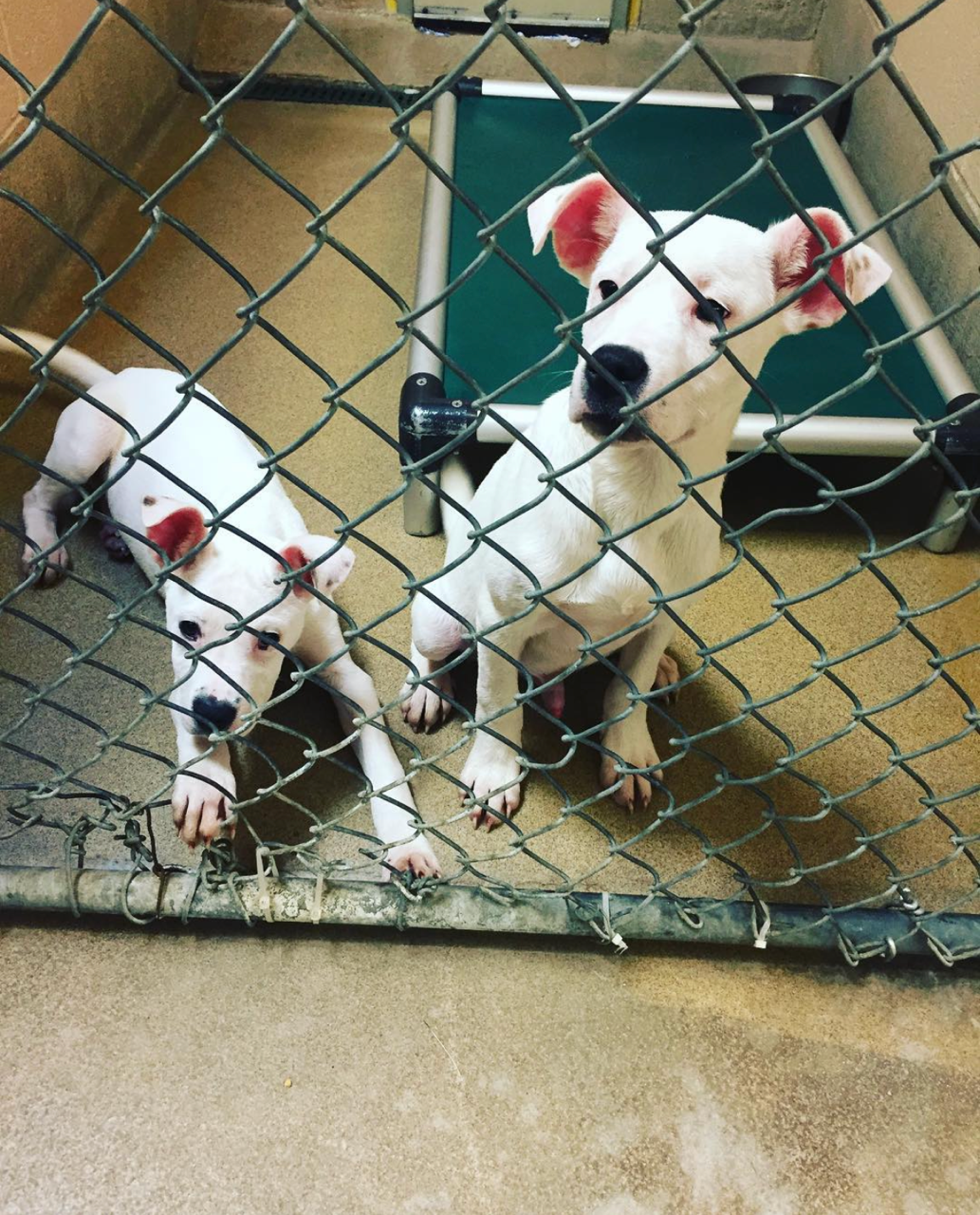 Two white puppies with black markings inside a kennel behind a chain-link fence. One puppy is sitting on the floor, looking at the camera, while the other is sitting near a raised bed, looking through the fence.