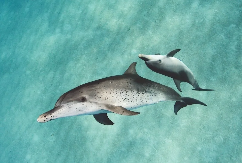 Finding Porpoise in Ocean Protection Is No Joke