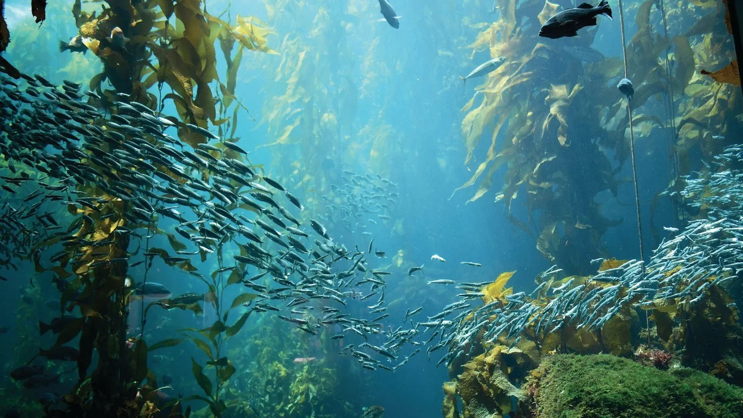 Can the Ocean Save the Planet?