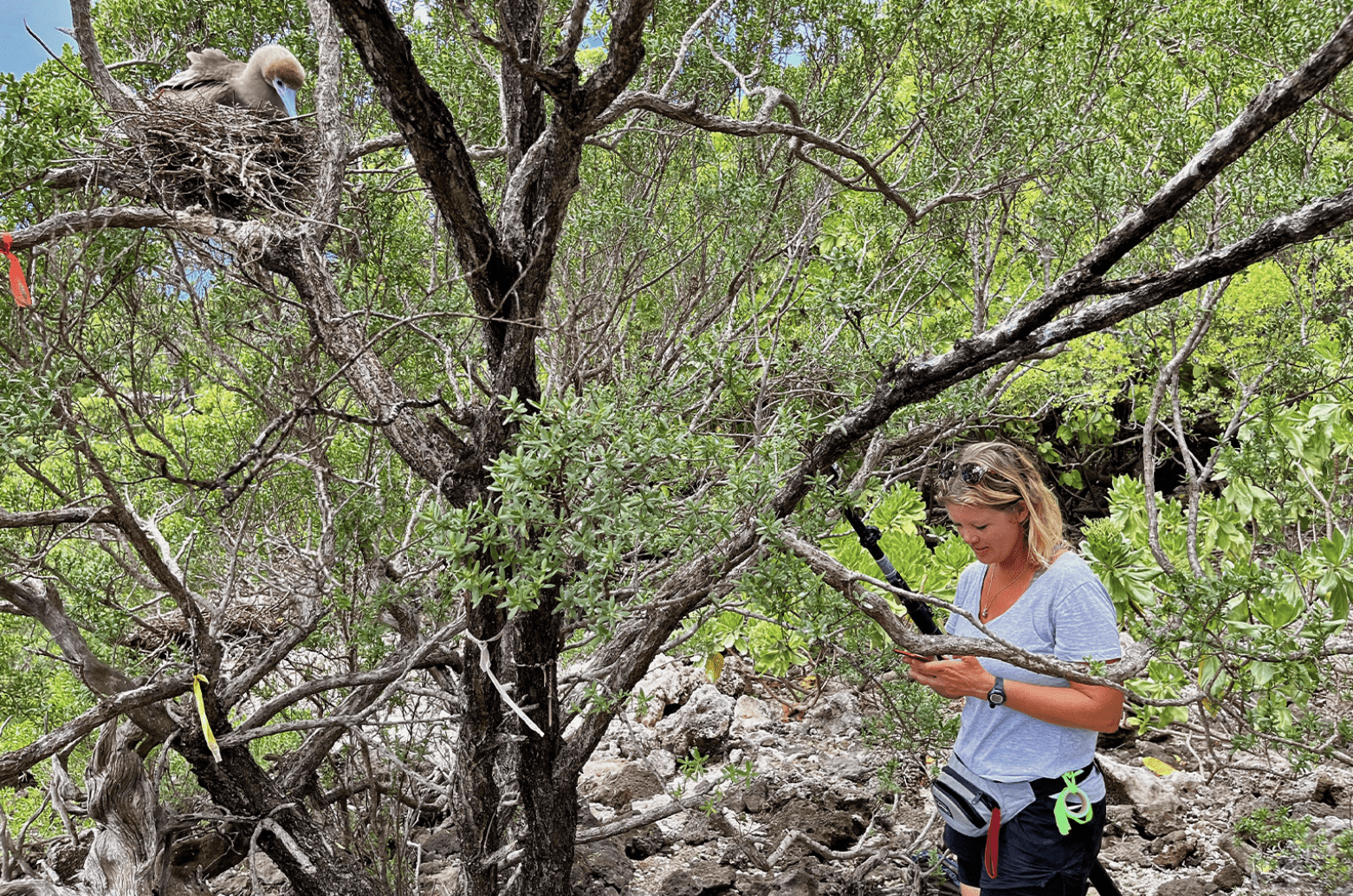Rat killers in paradise: An eradication program remakes a tropical atoll