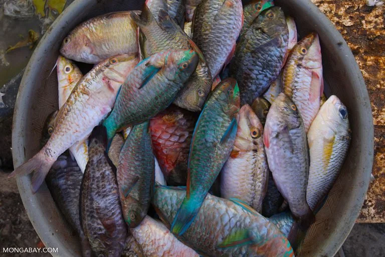 The Crimes Behind the Seafood you Eat