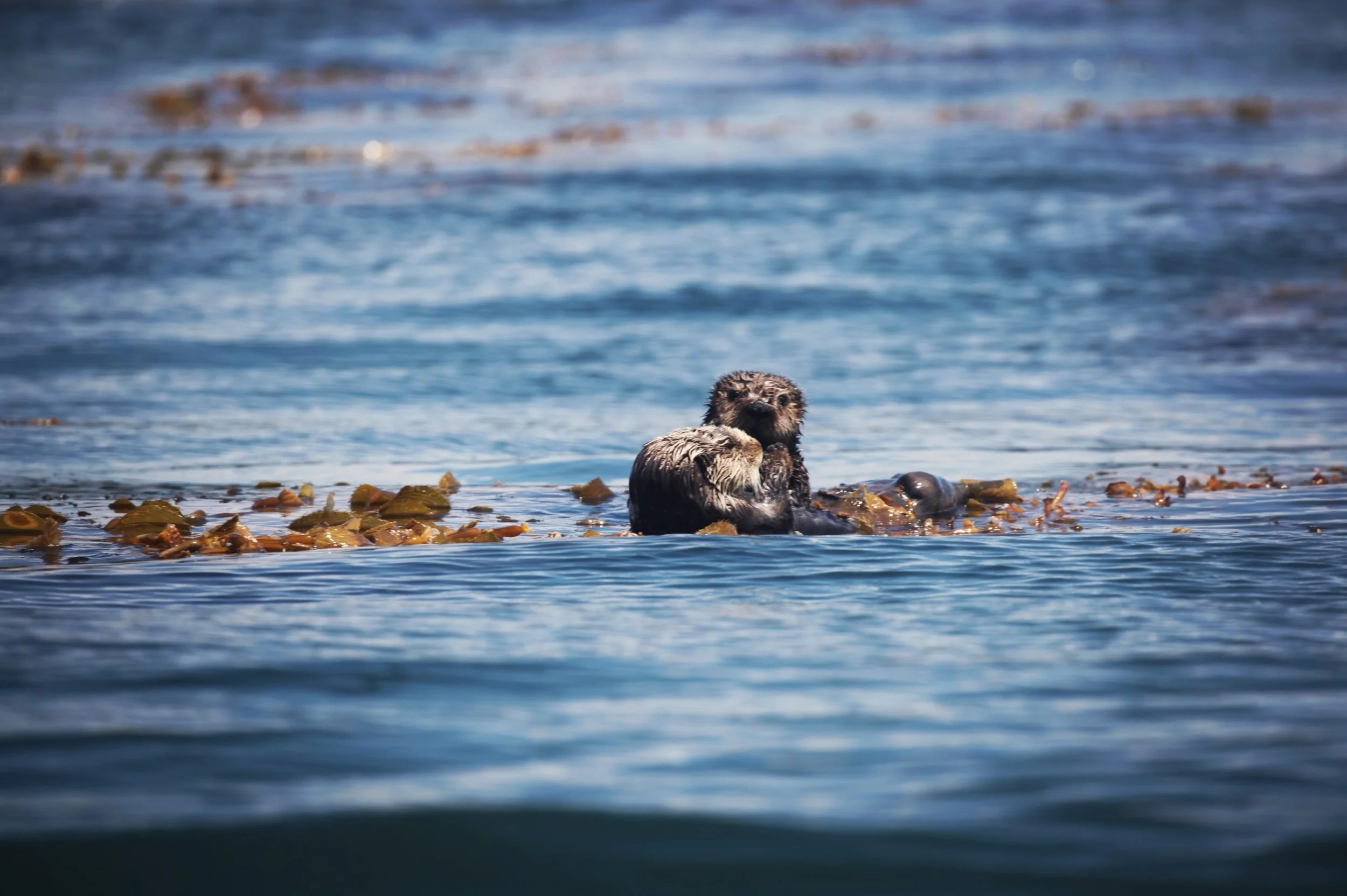 Opinion: Is the restoration of California's cutest keystone species worth it?