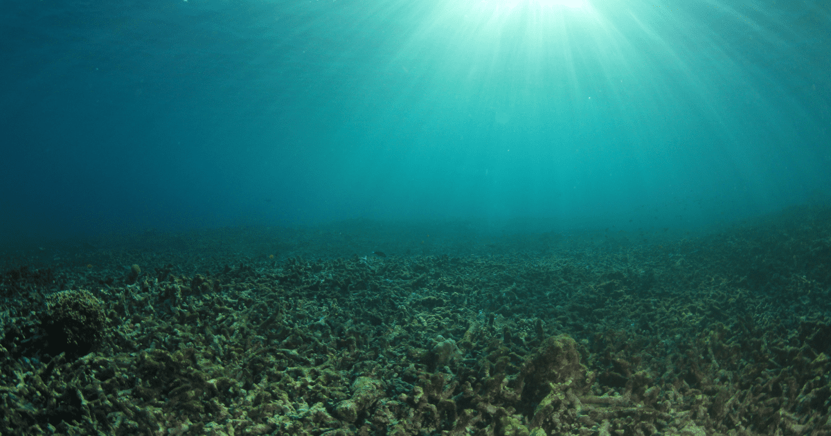 Florida’s Coral Reef Is Dead—Now What?