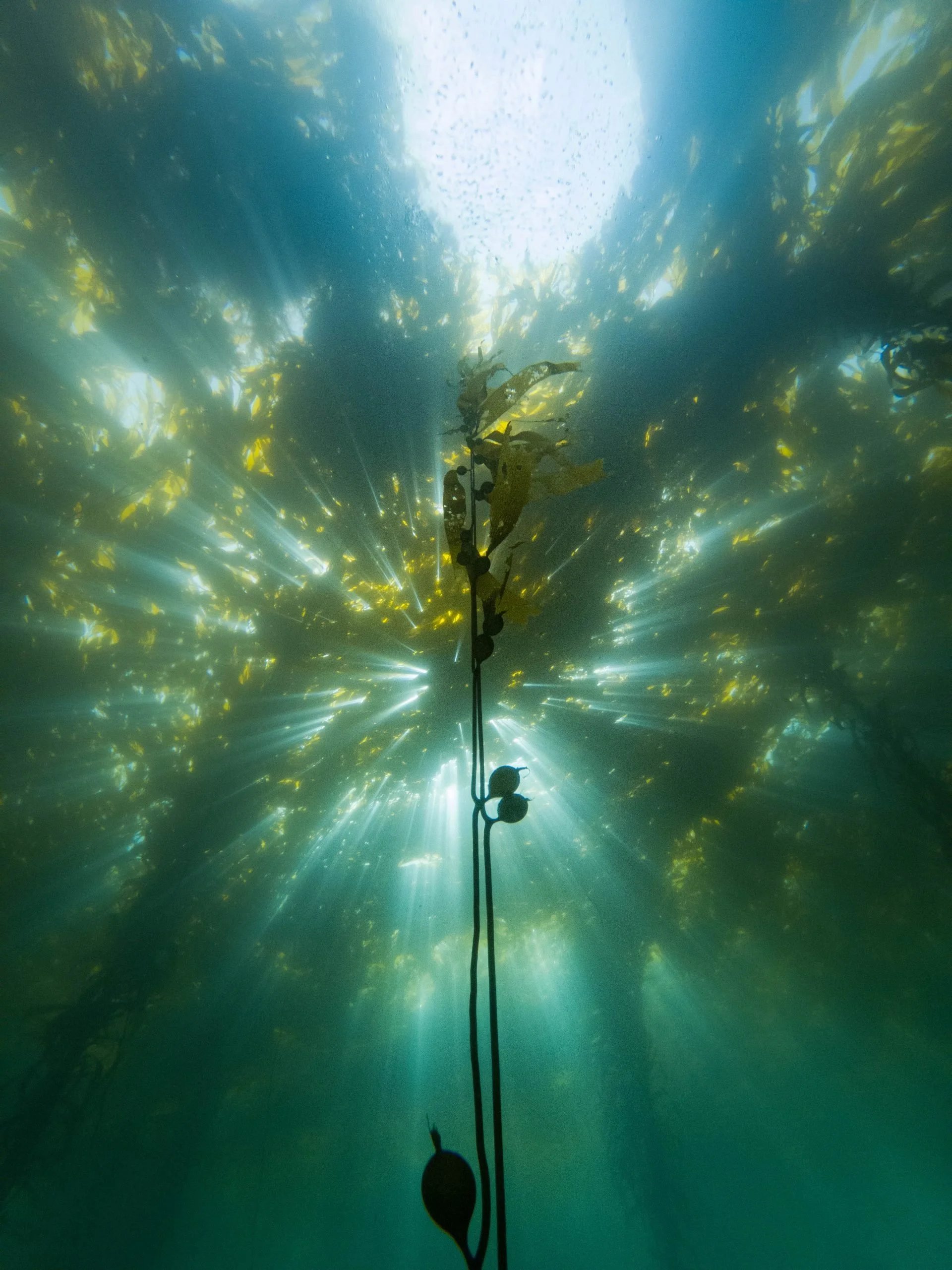 Post-Blob, California’s kelp crisis isn’t going away