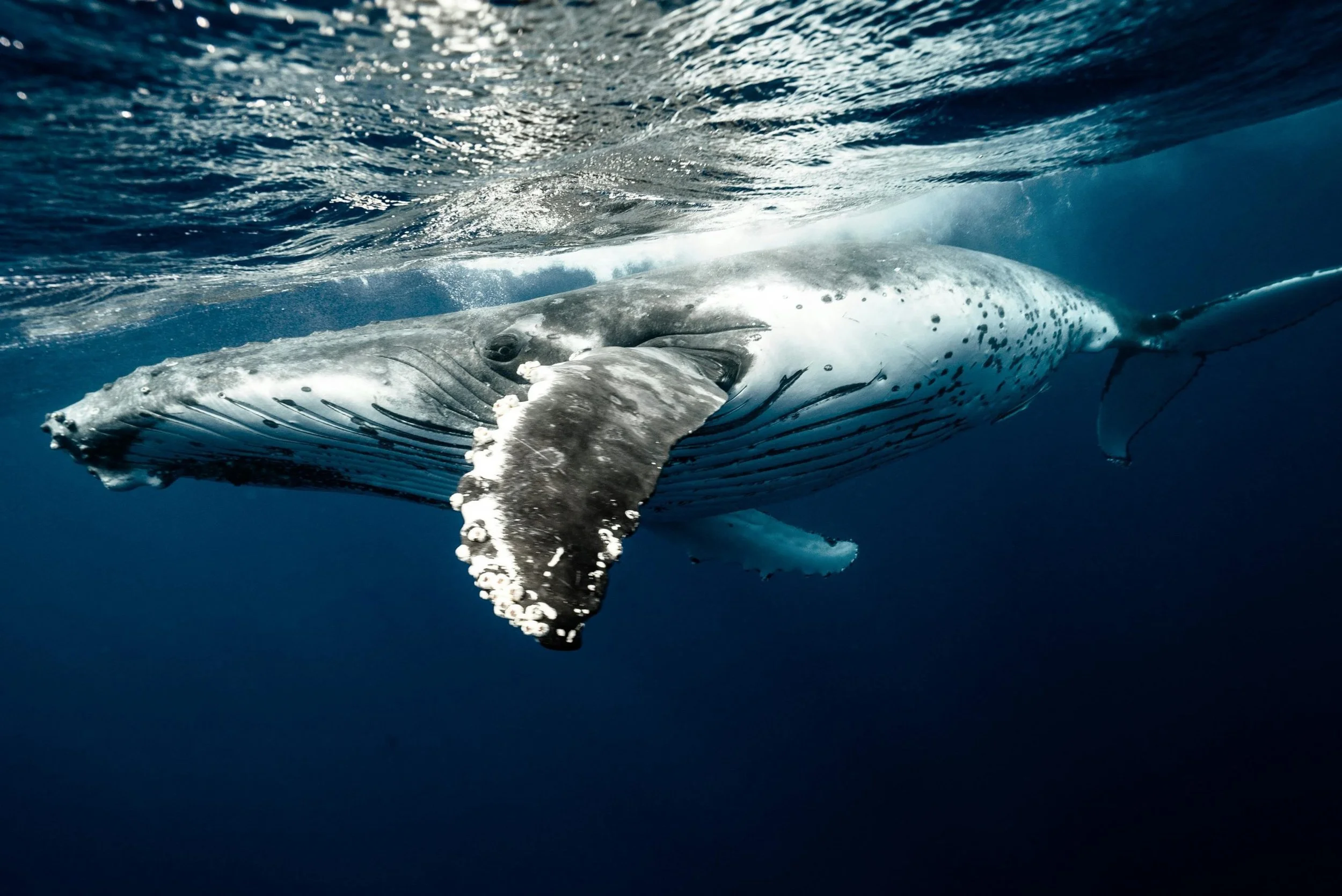 Will California’s marine mammal conservation success come undone?