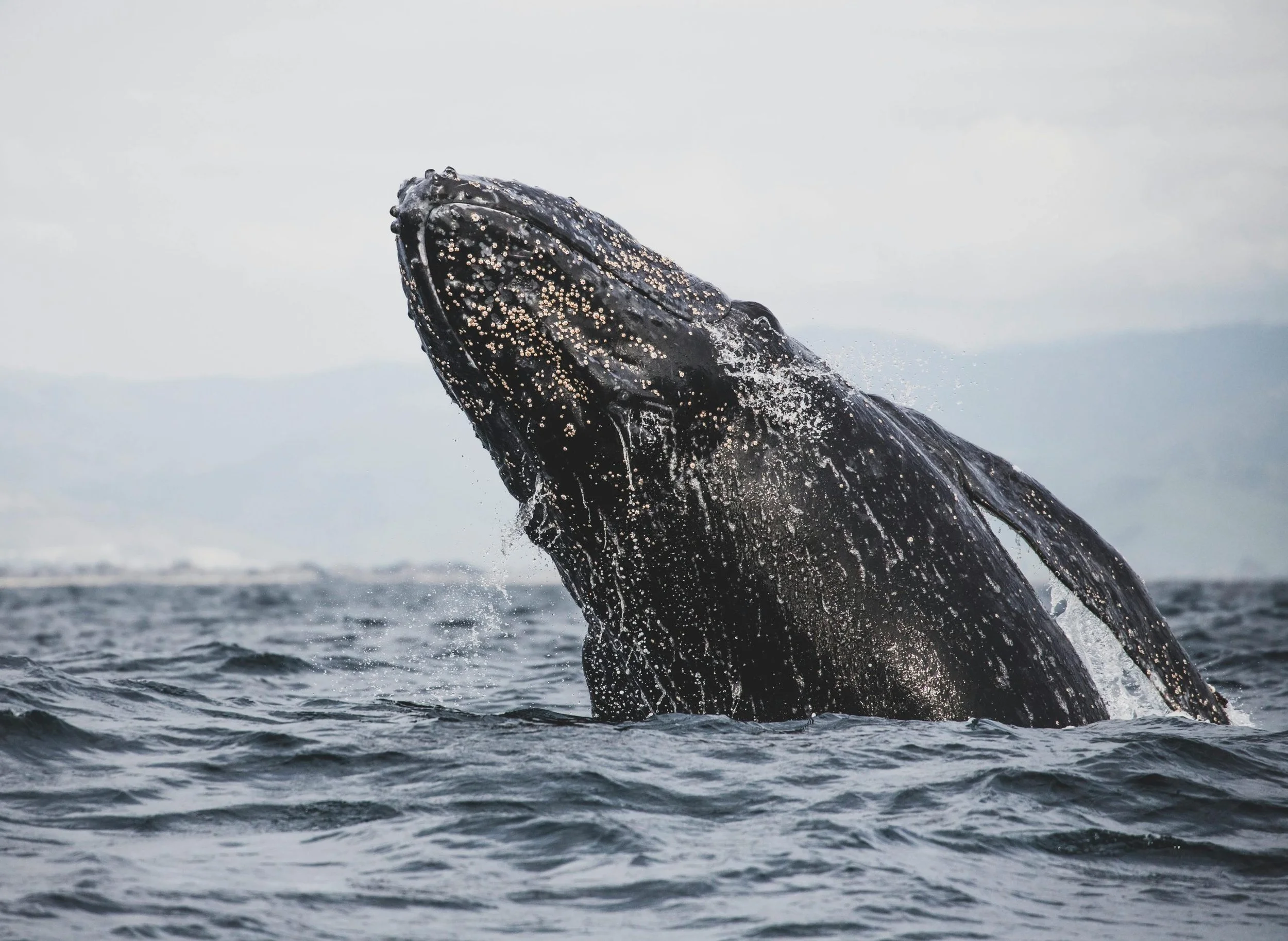 ‘Save the whales’ worked for decades, but now gray whales are starving