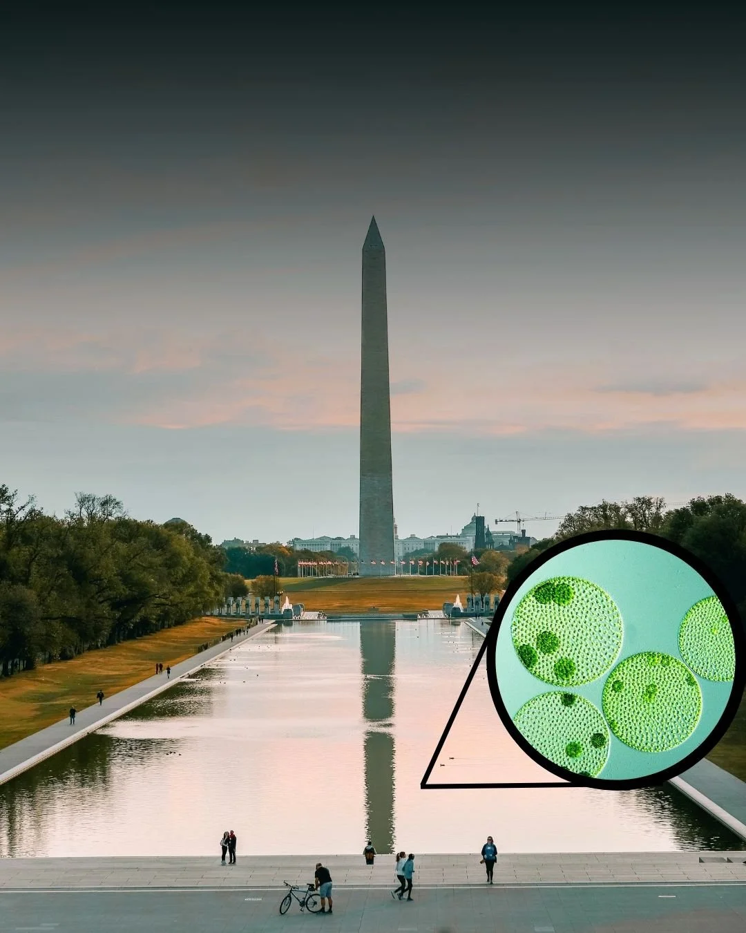 Don’t blame algae for the Reflecting Pool mess