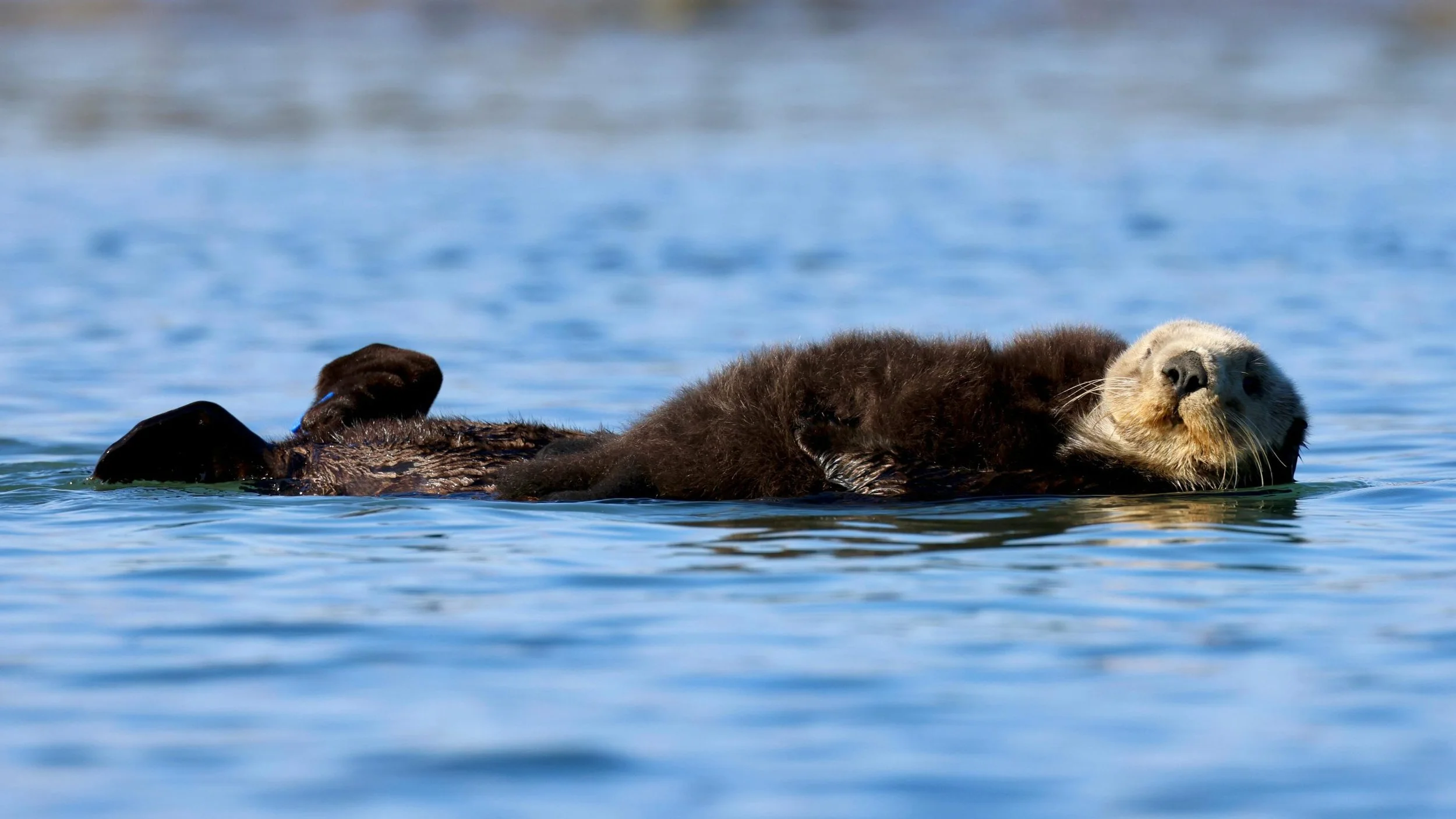 Sea Otters are Making a Comeback - But Their Future is Far from Secure