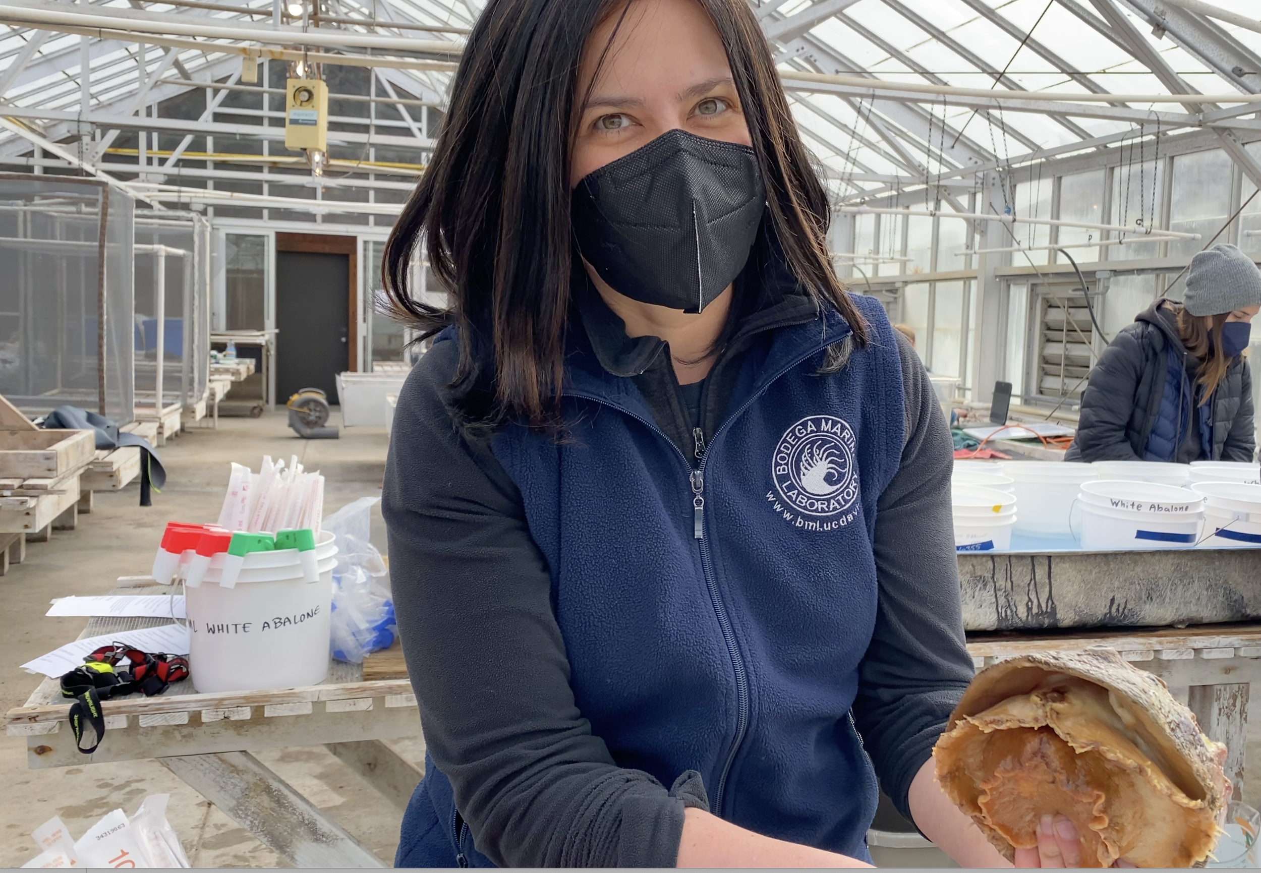 Rising Tide #31 - The Scientist and the Abalone